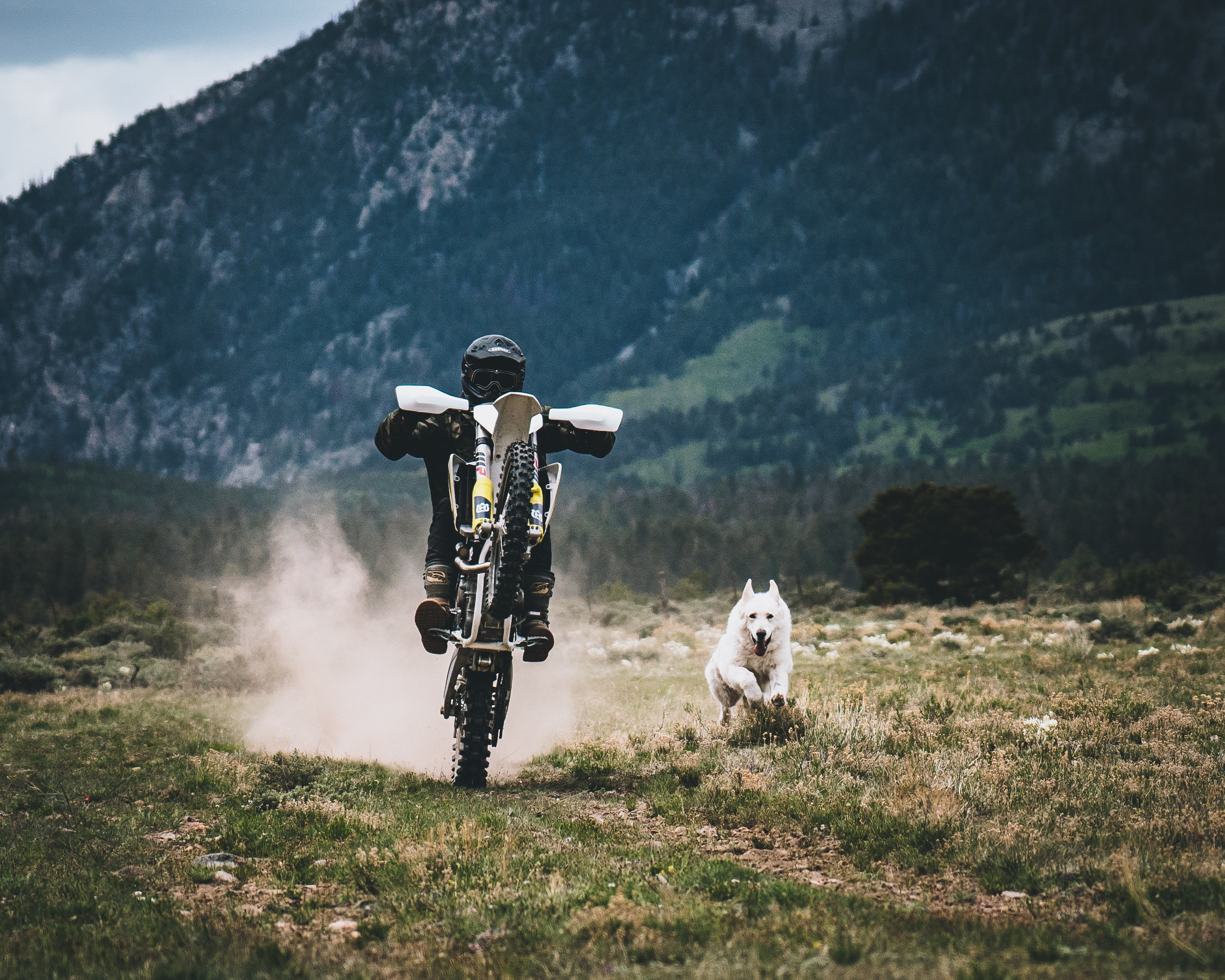 vertical wallpaper motorcycles, motorcyclist, races, grass, dog