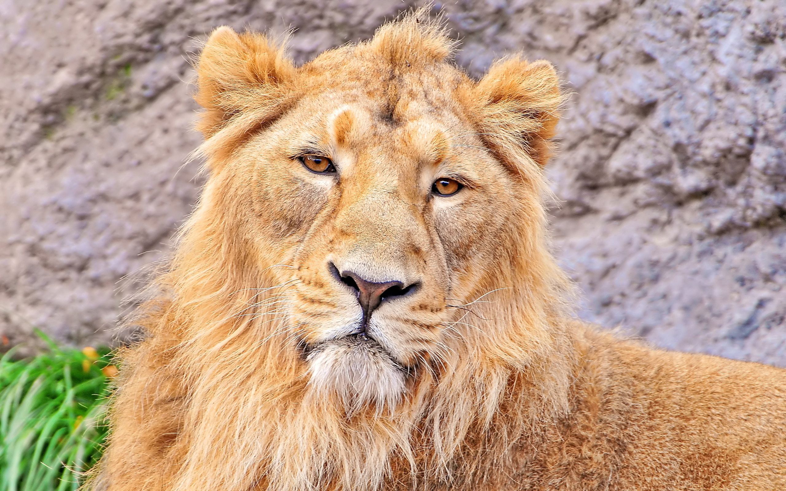134523 baixar papel de parede animais, leão, focinho, um leão, predator, predador, lã - protetores de tela e imagens gratuitamente