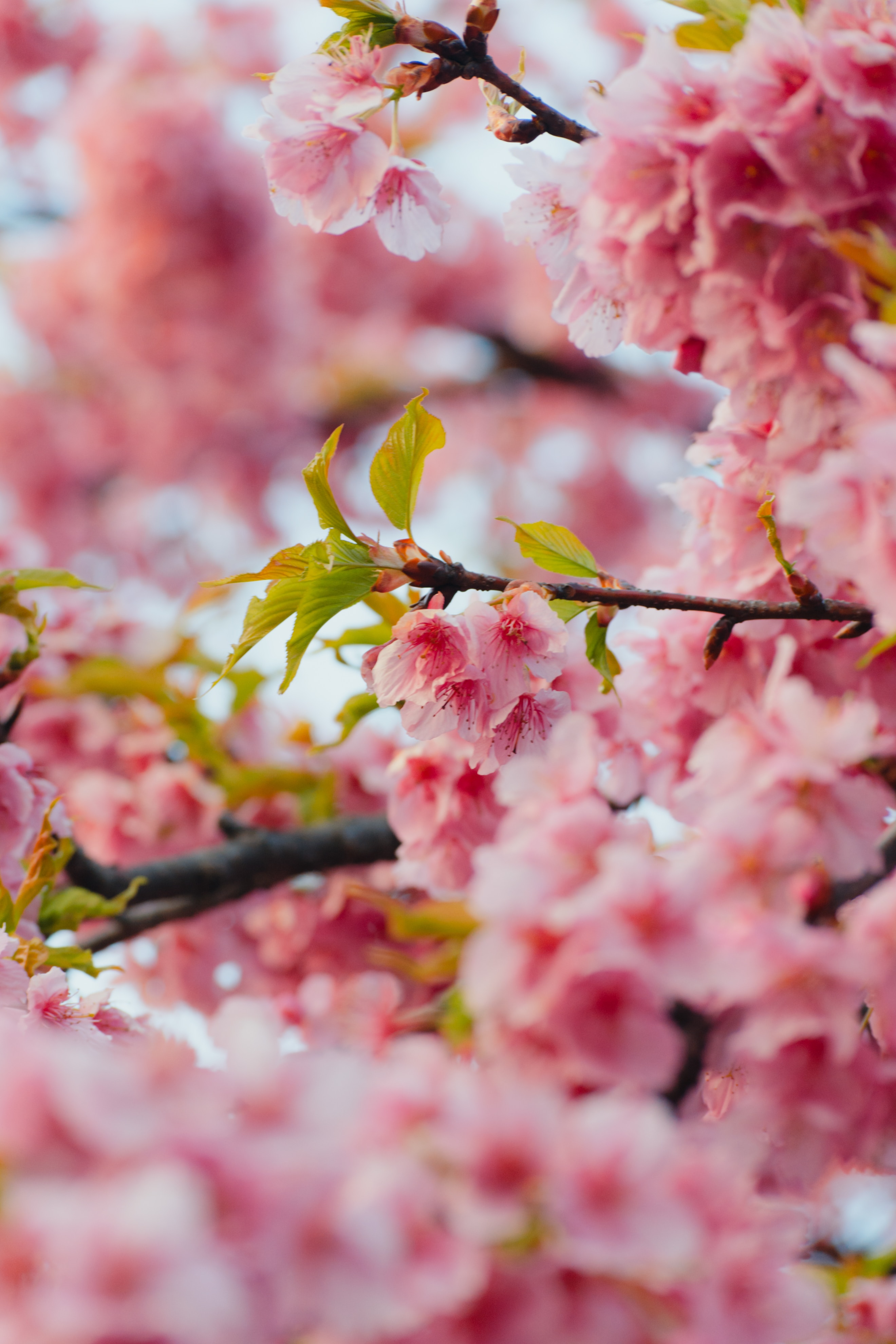 69765 télécharger le fond d'écran sakura, fleurs, feuilles, rose, branches - économiseurs d'écran et images gratuitement