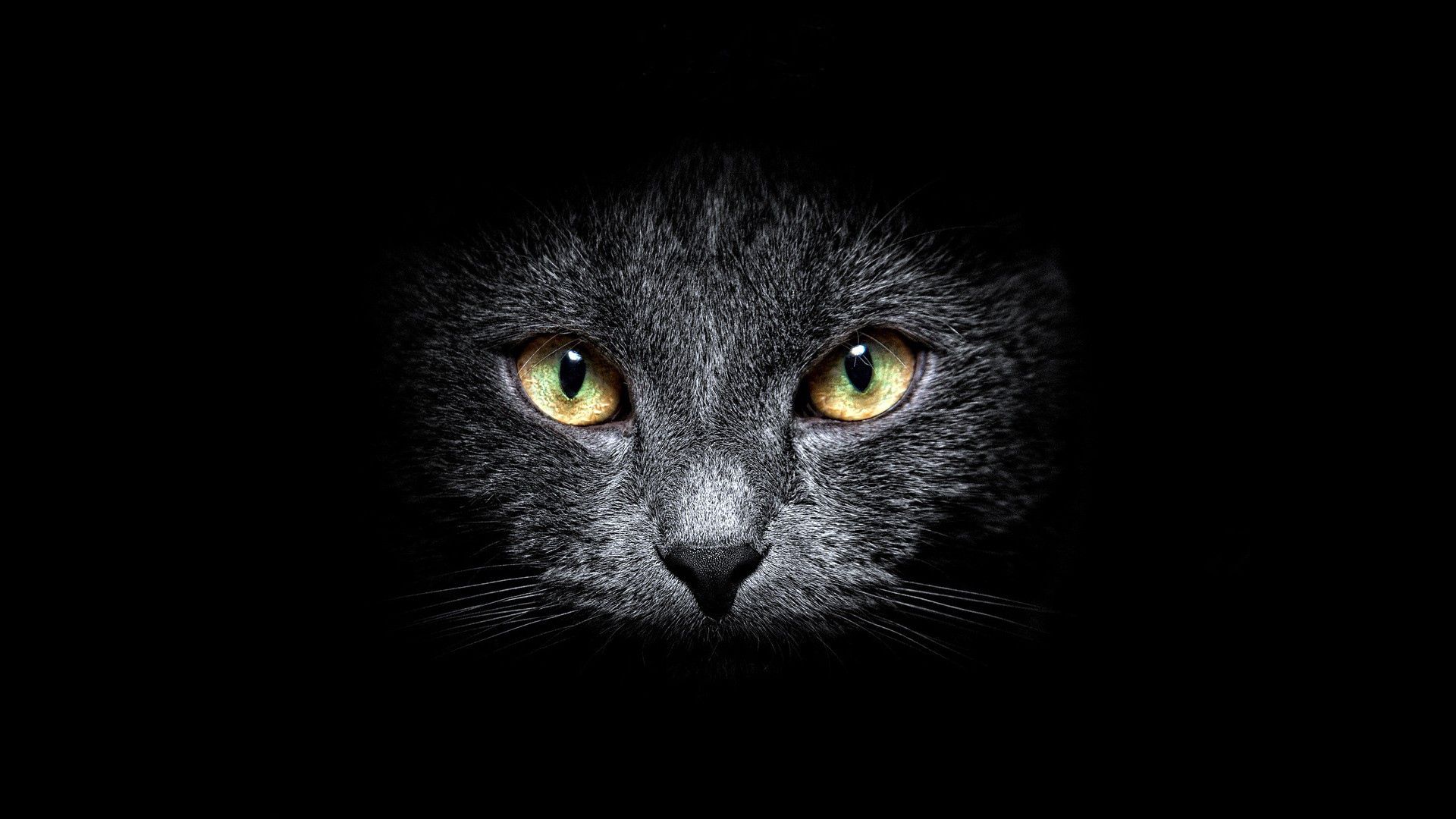 cat, black background, dark, muzzle, sight, opinion mobile wallpaper