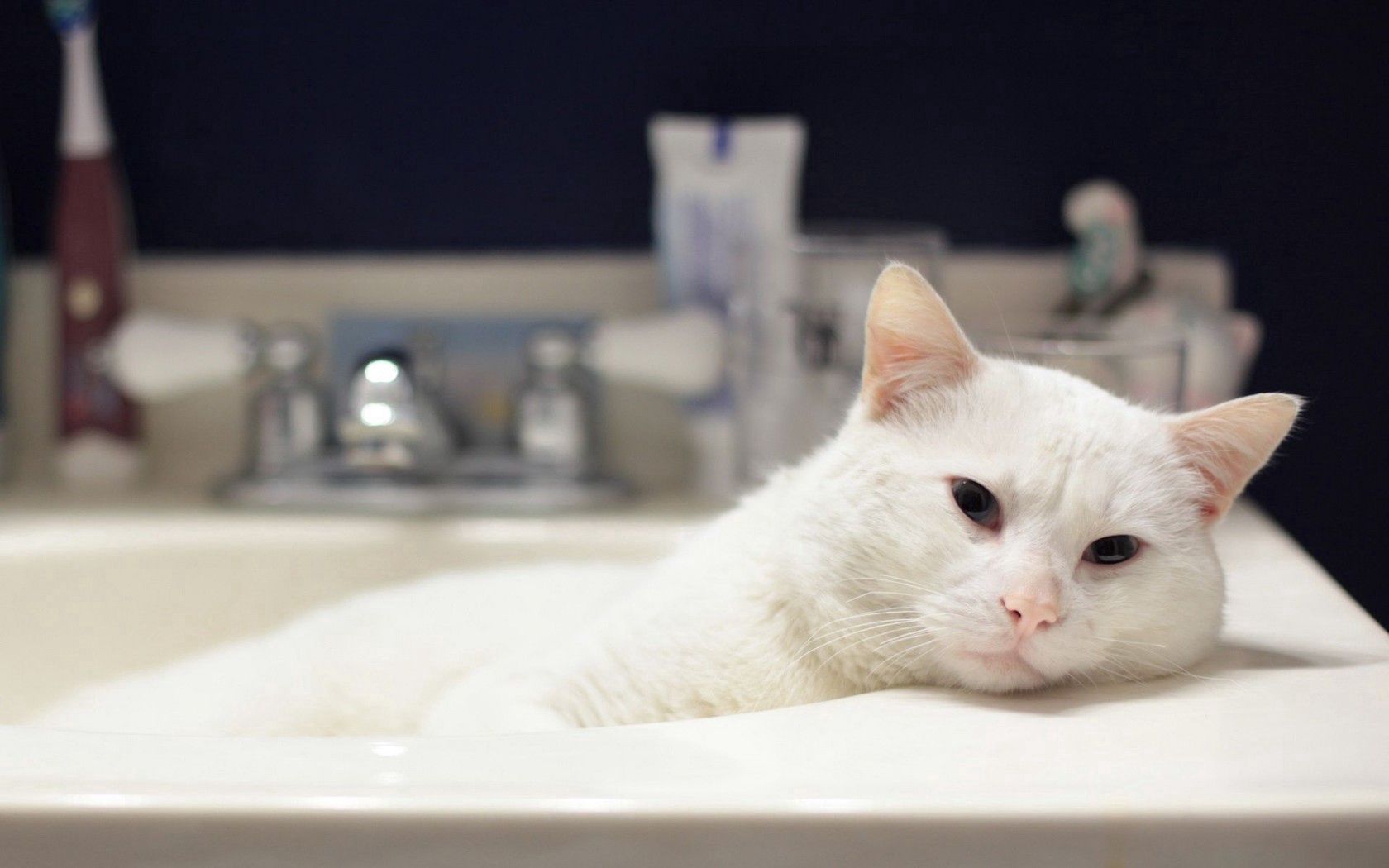 無料モバイル壁紙動物, 嘘, 白い, 浴, 風呂, 荒誕, ネコ, 猫をダウンロードします。