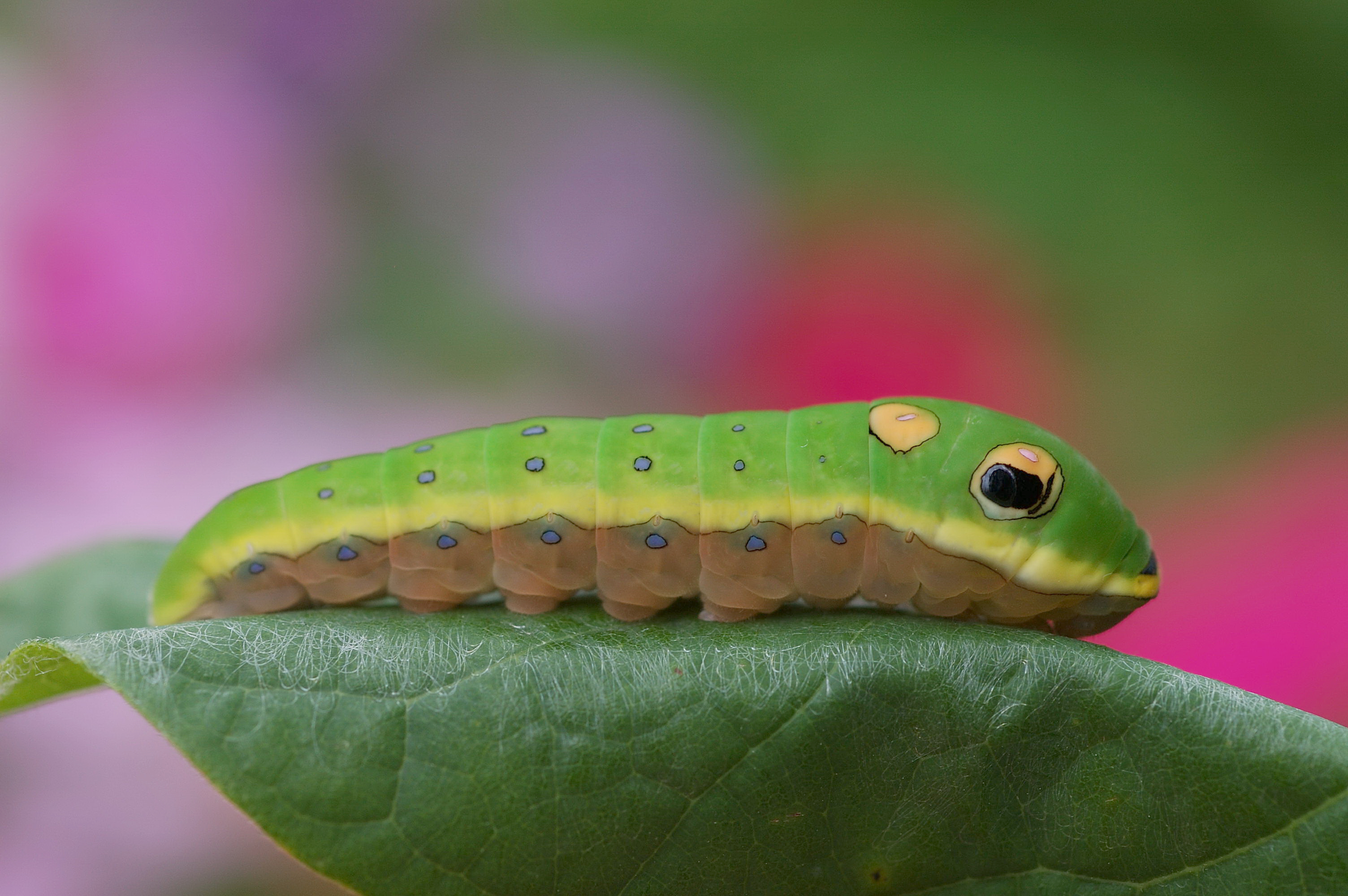 animal, caterpillar