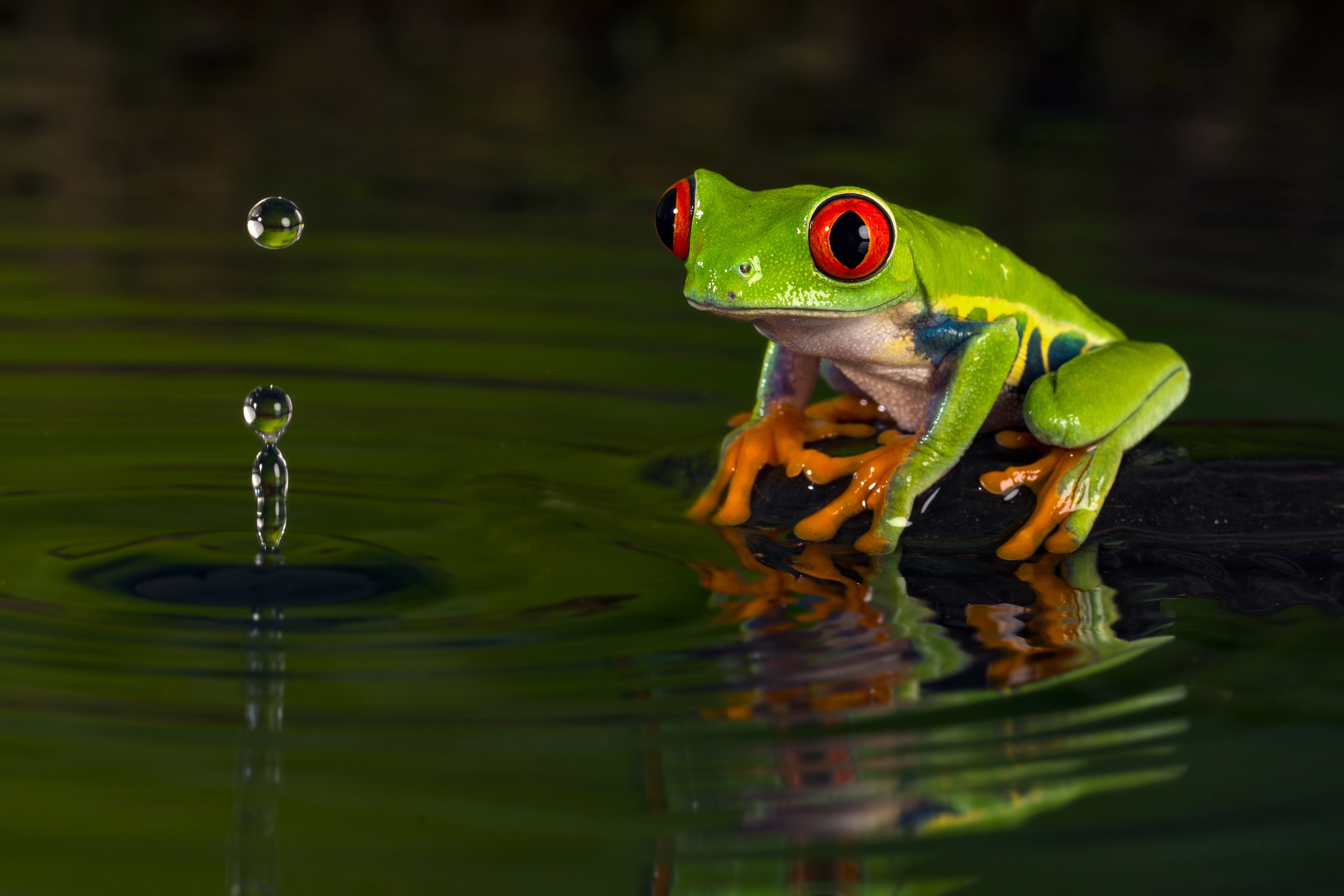 animal, red eyed tree frog, amphibian, frog, frogs Panoramic Wallpaper