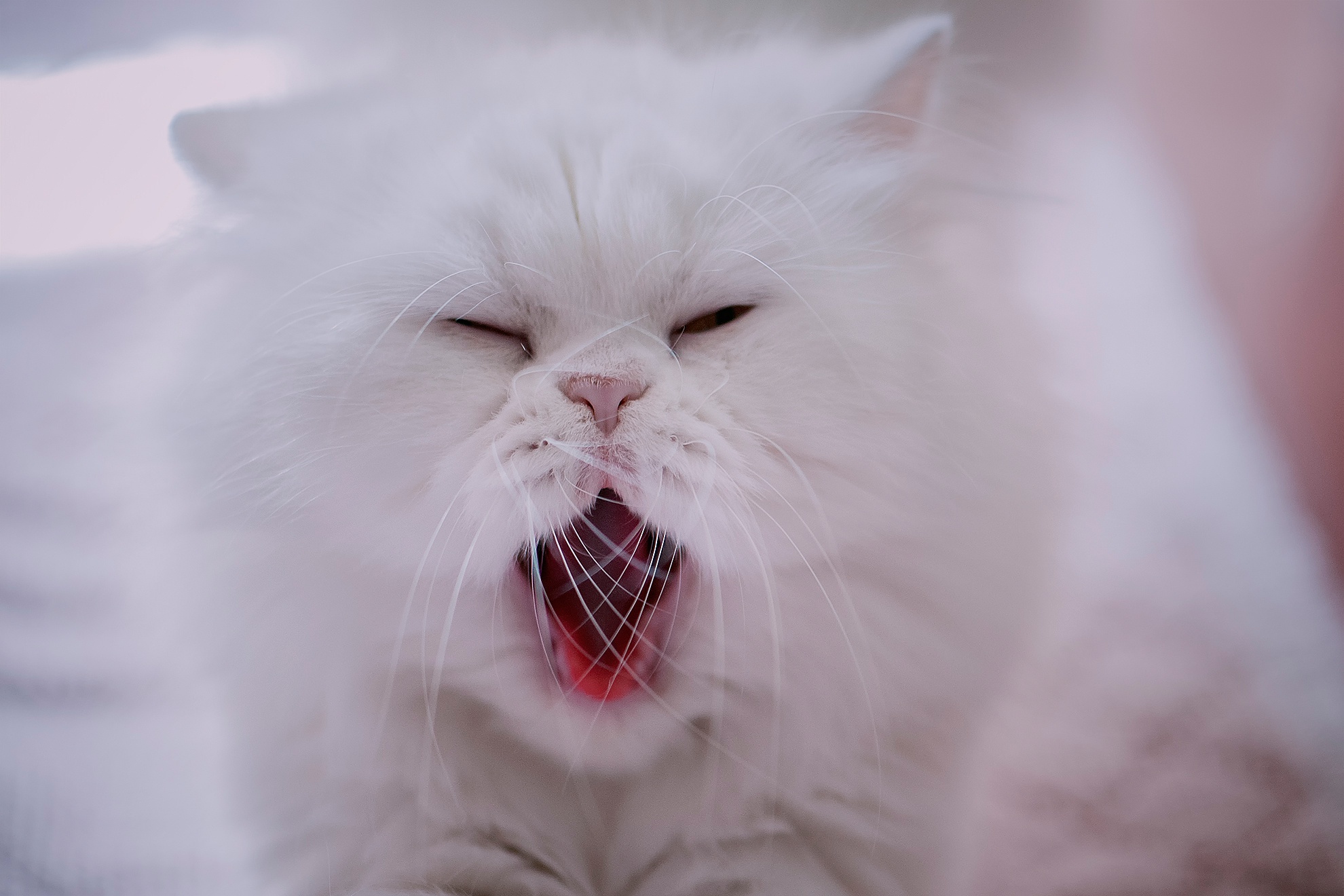 persian cat, animal, cat, yawn, cats QHD
