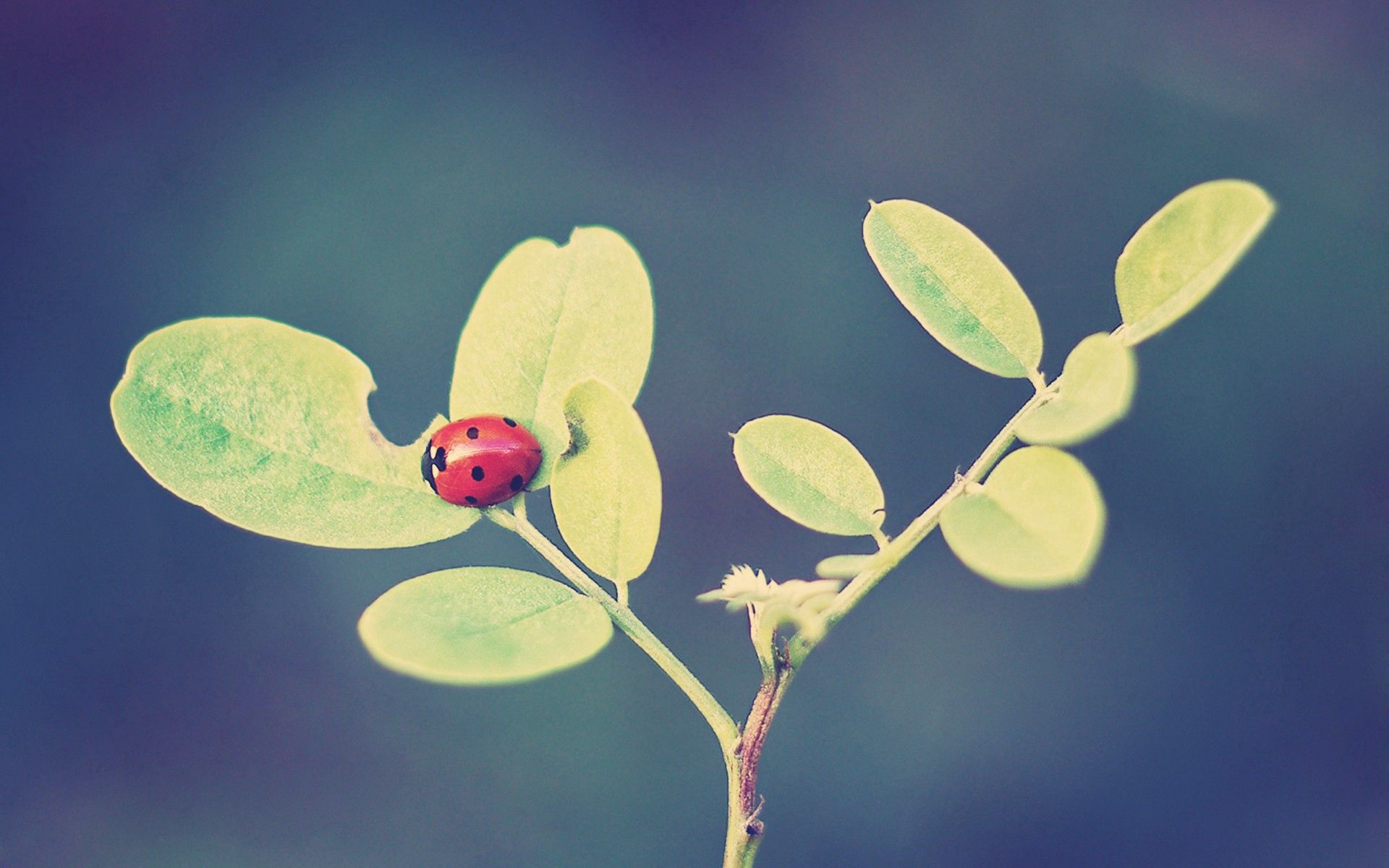 grass, background, leaves, macro, ladybug, ladybird QHD