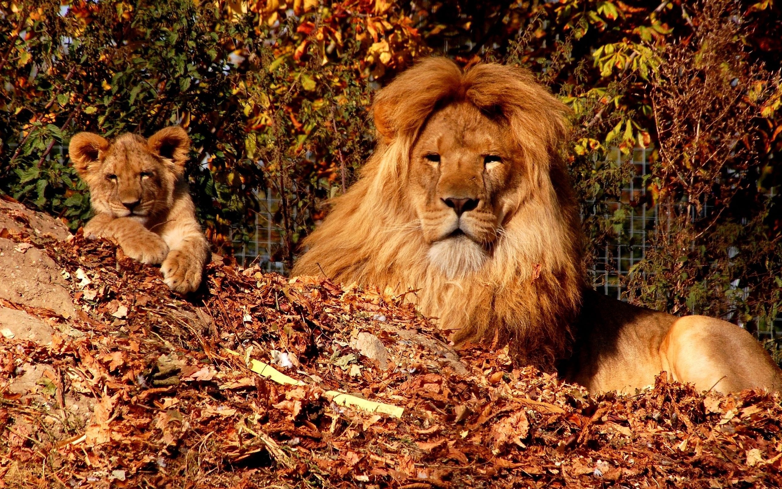 young, autumn, animals, leaves, lion, mane, joey