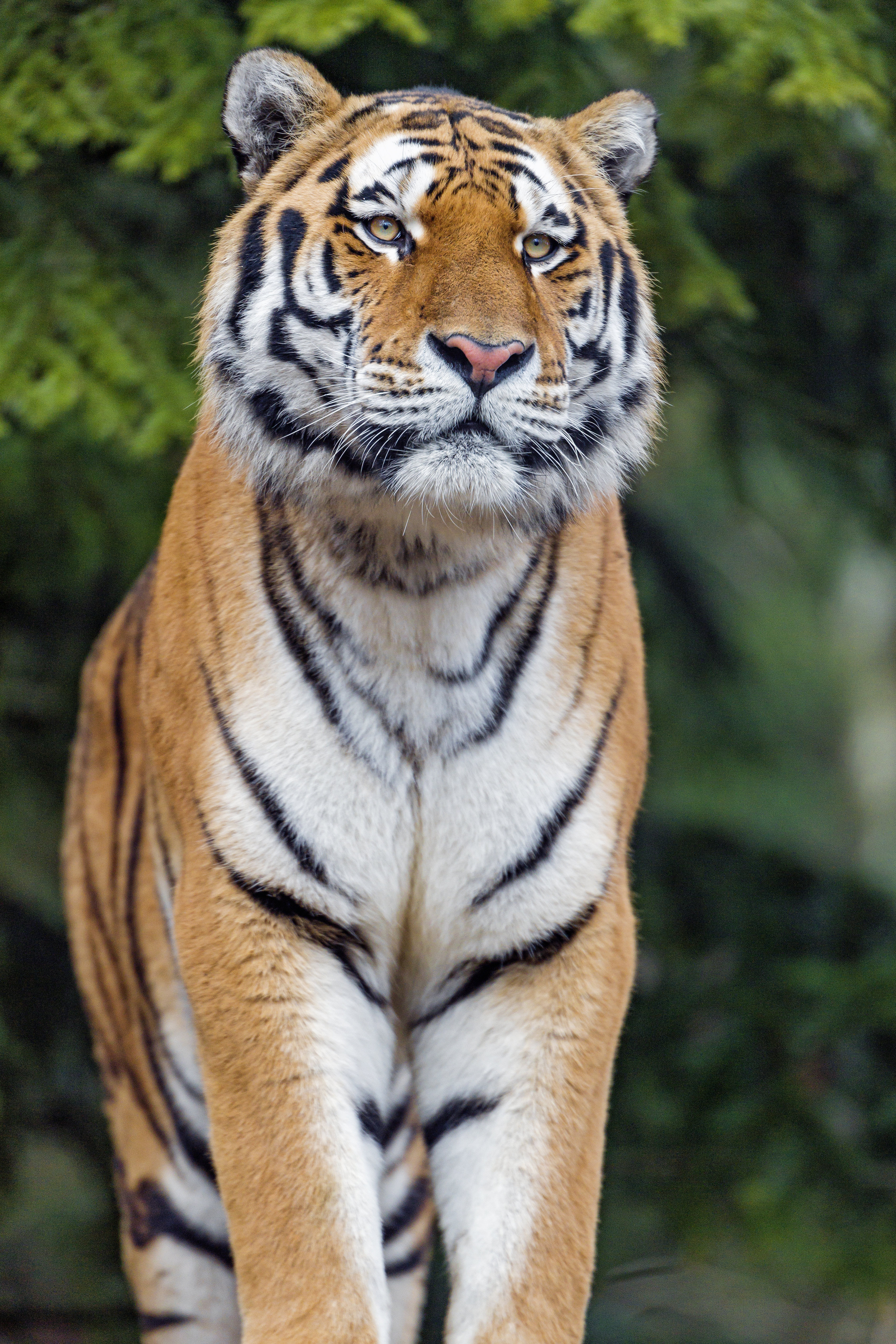 79986 скачать обои тигр, большая кошка, животные, хищник, взгляд - заставки и картинки бесплатно