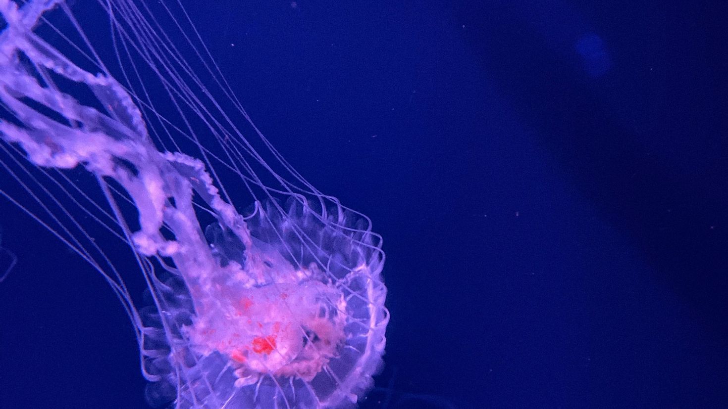Медузы 4к