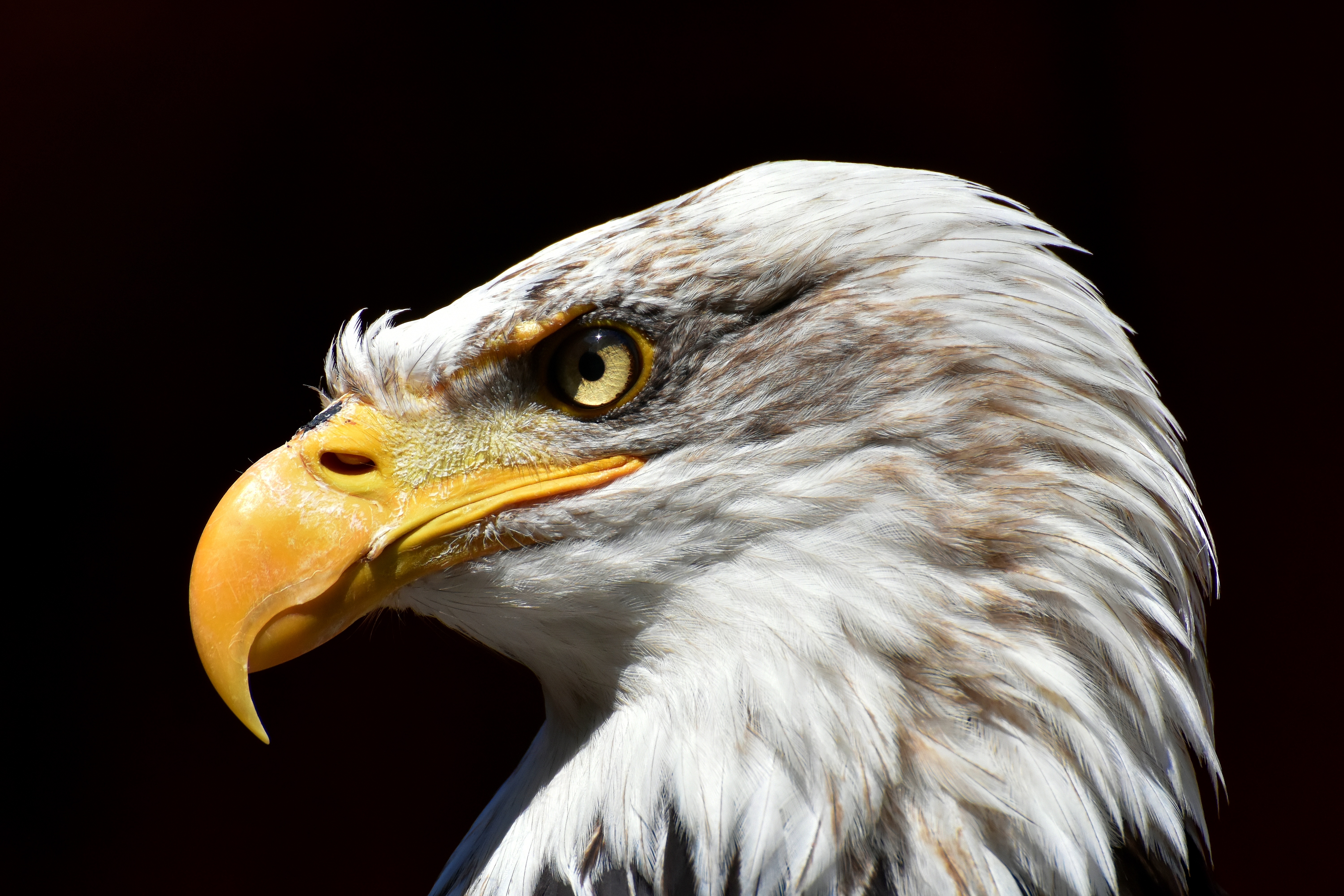 bald eagle, animals, bird, beak, predator, eagle, white headed eagle Full HD