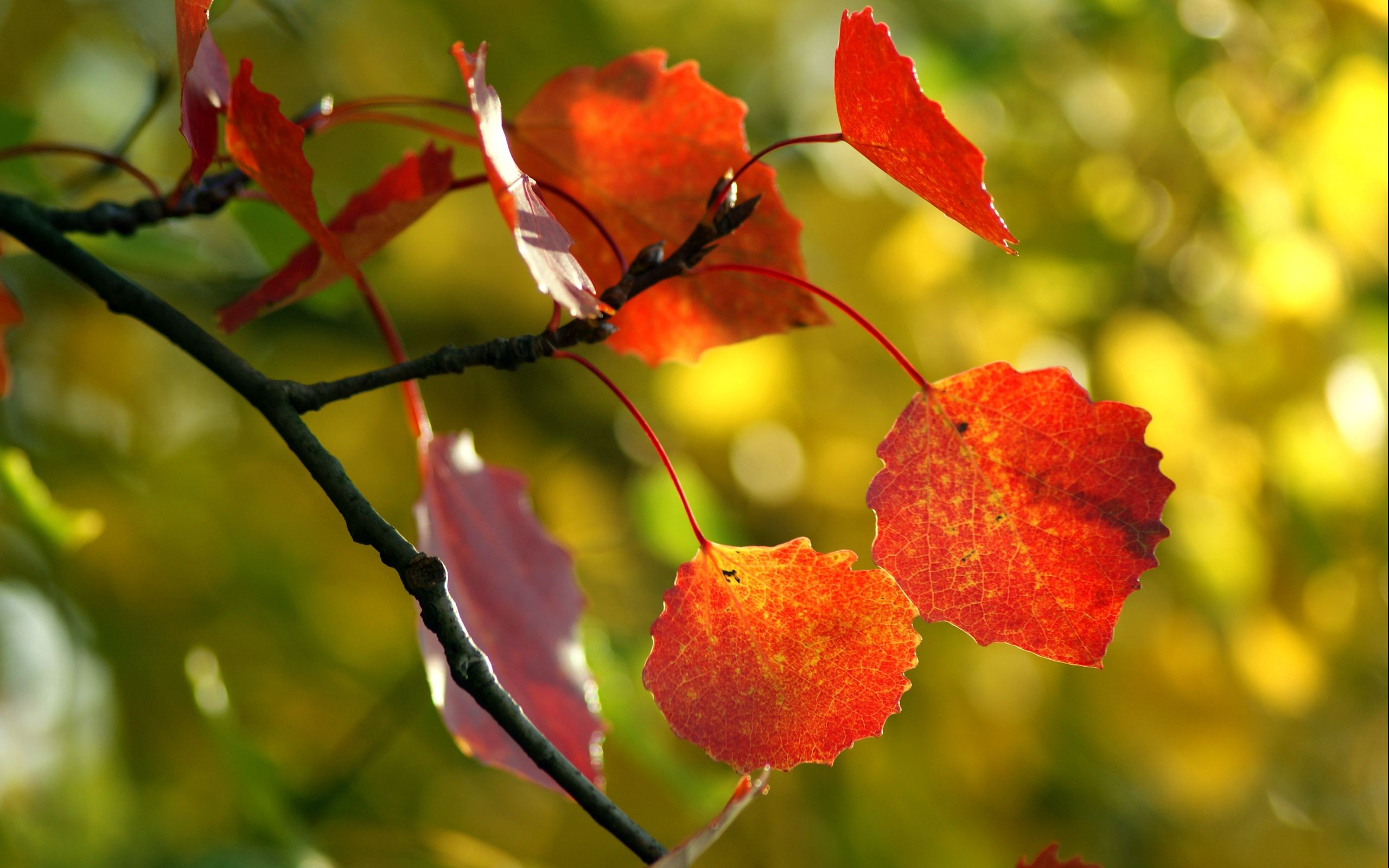 autumn, leaves, macro, wood, tree, branch