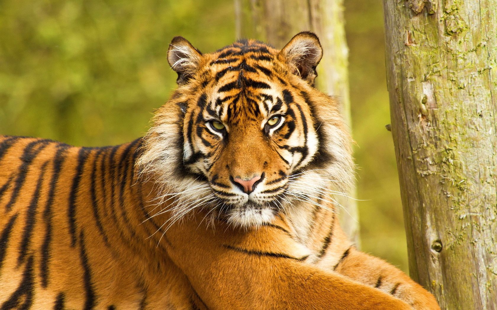 155706 скачать обои полосатый, морда, тигр, хищник, большая кошка, животные, сидеть - заставки и картинки бесплатно