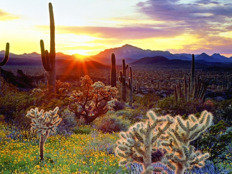 landscape, nature, cactuses images