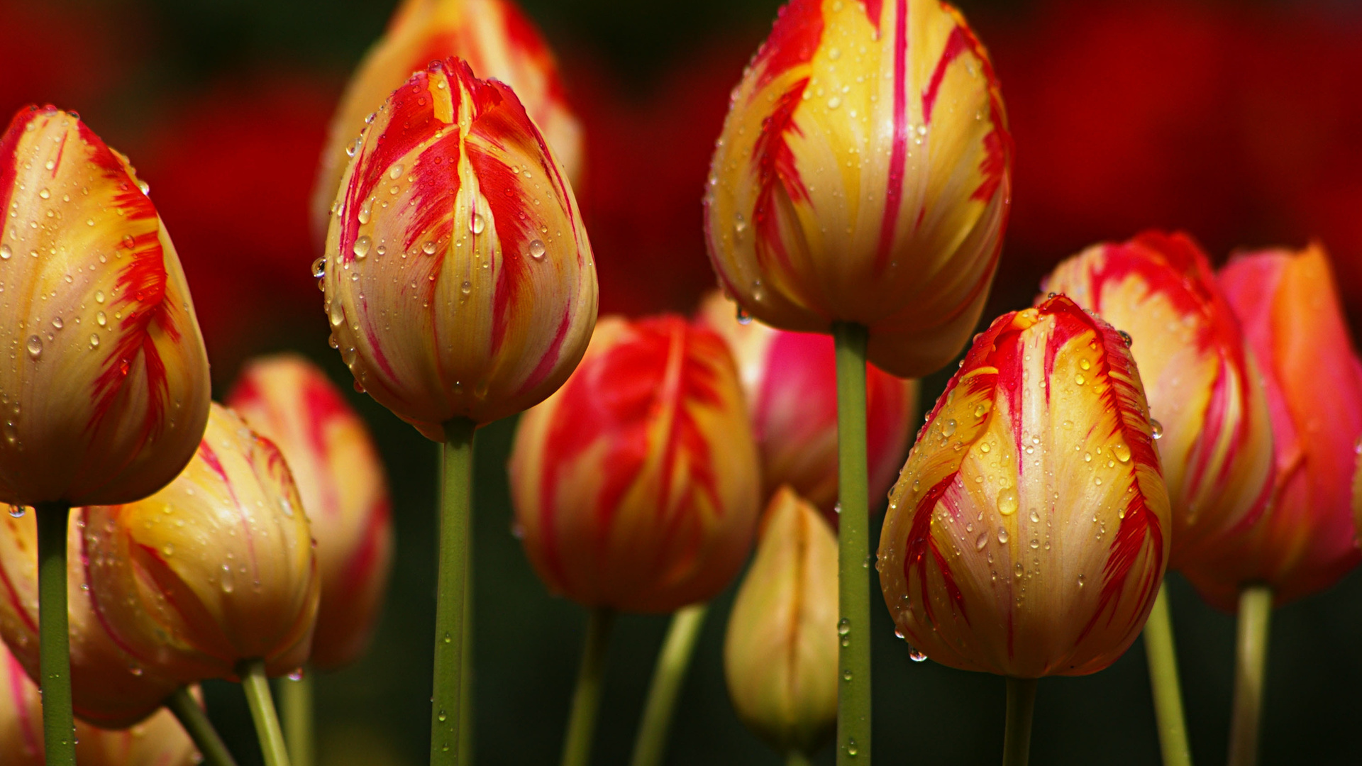 Téléchargez des papiers peints mobile Fleurs, Tulipes, Plantes gratuitement.
