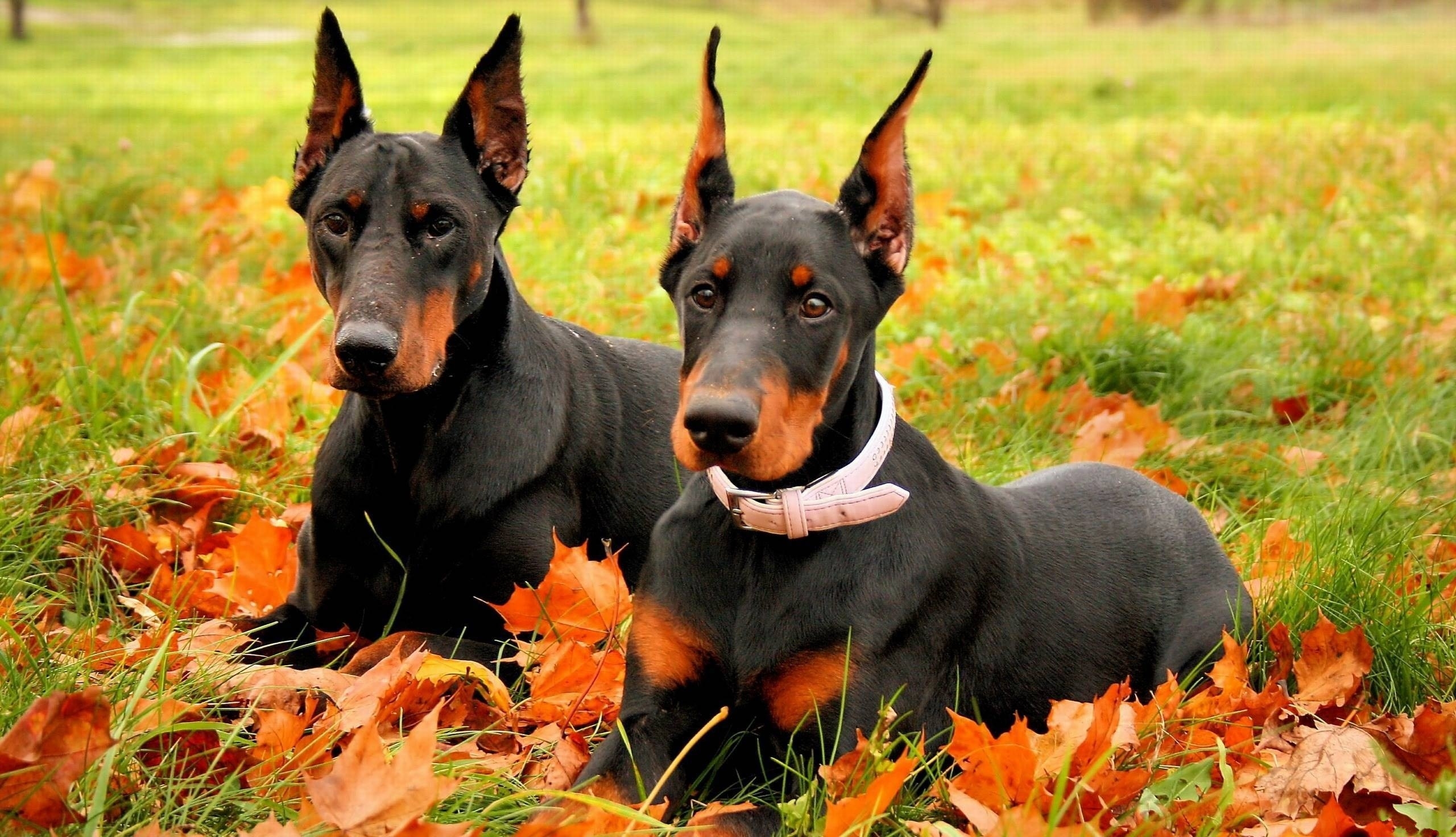 Download mobile wallpaper Dobermans, Lie, To Lie Down, Grass, Leaves, Animals, Park, Autumn, Pair, Couple for free.