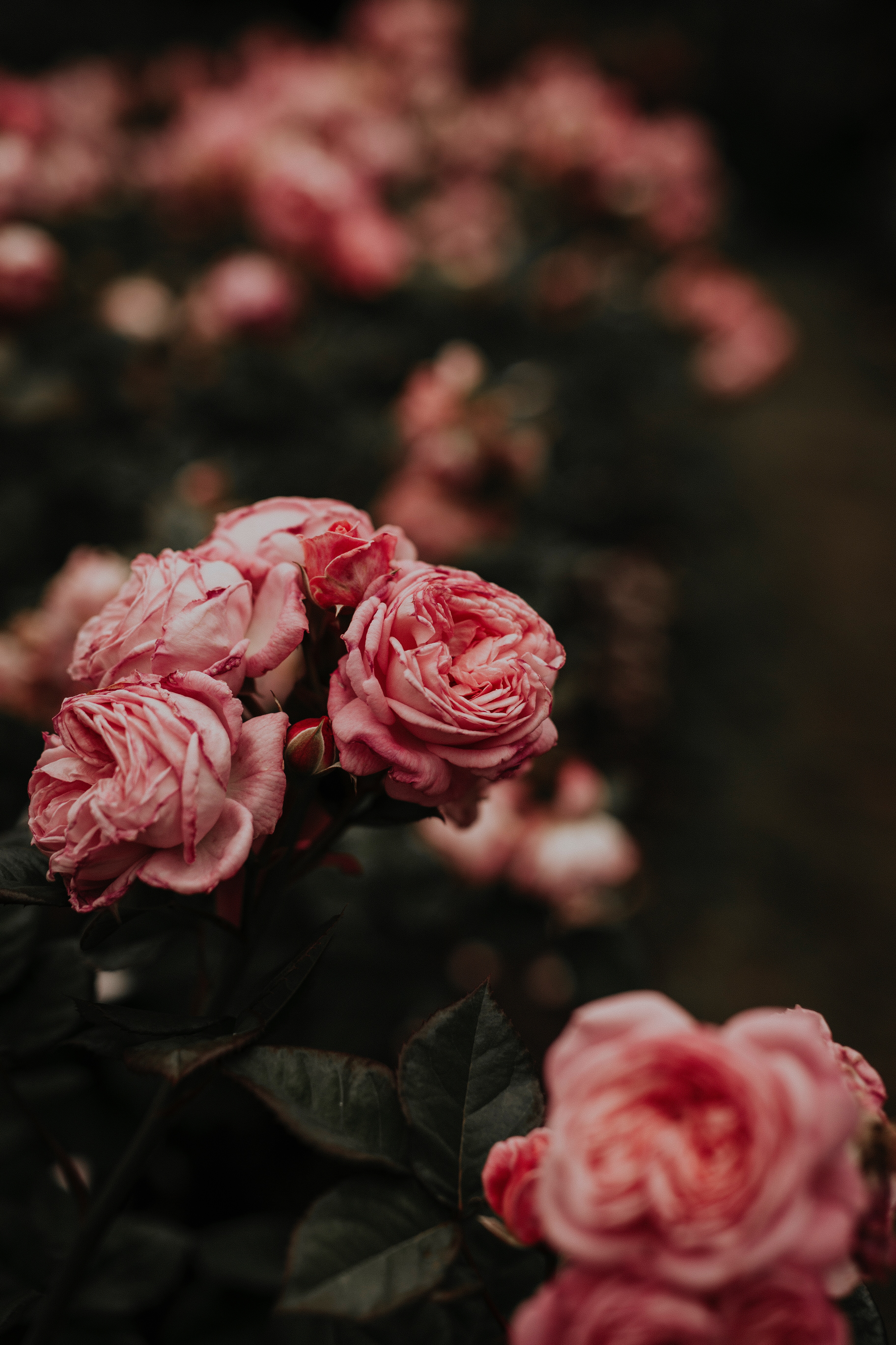 Téléchargez des papiers peints mobile Fleurs, Parterre, Parterre De Fleurs, Rose, Roses gratuitement.