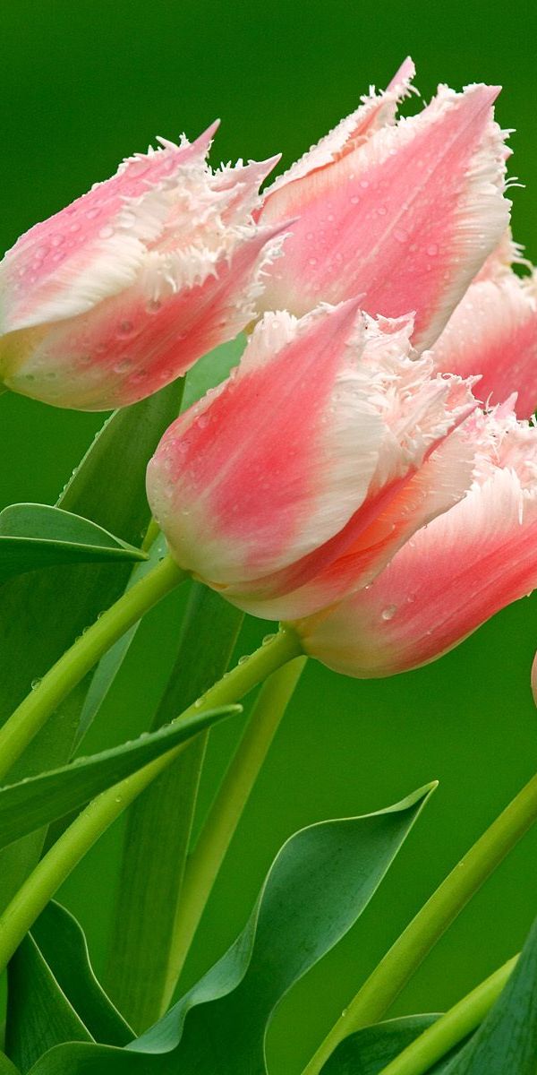 Тюльпаны фото красивые на телефон заставка вертикальная