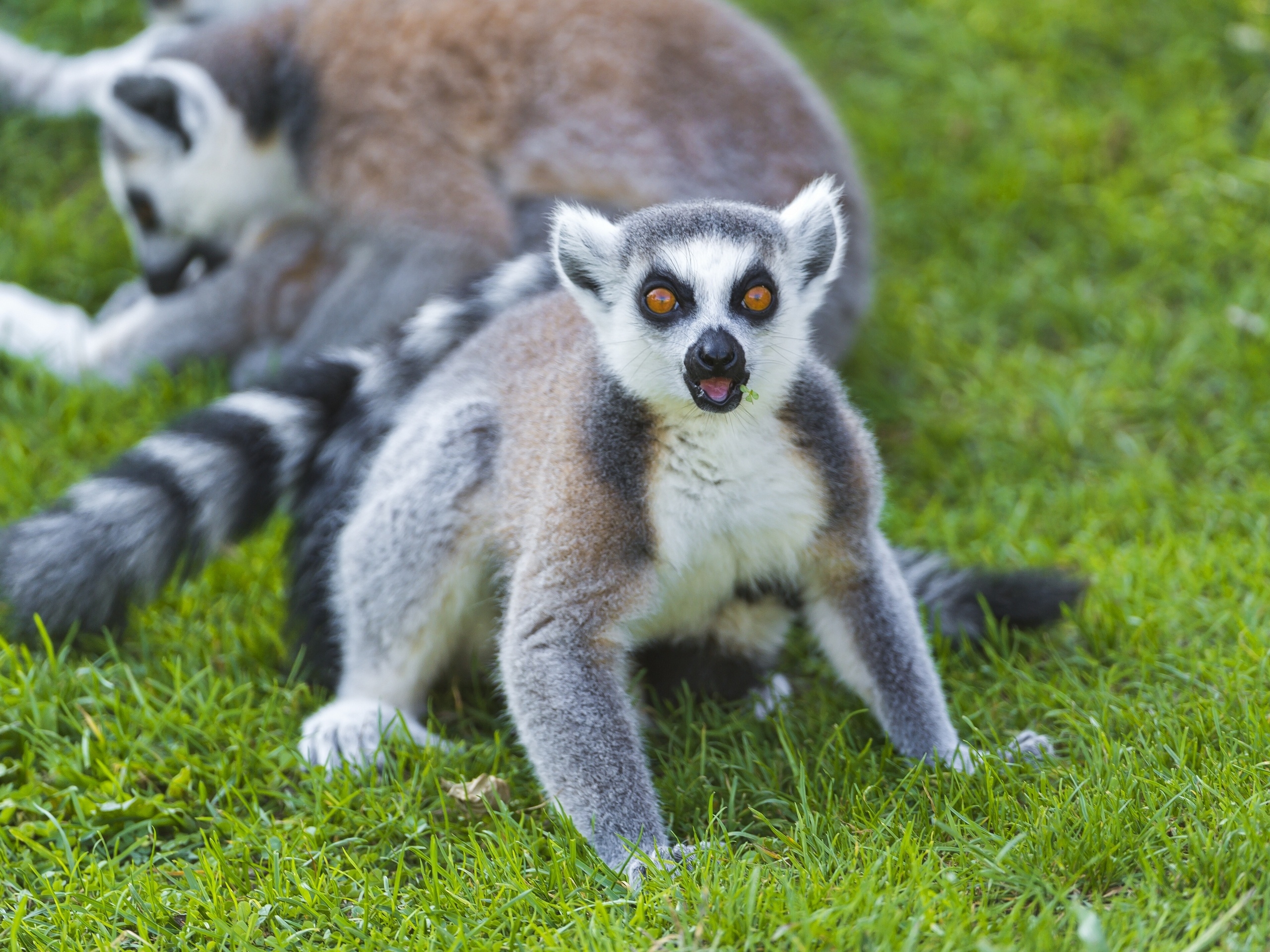 82299 Hintergrundbild herunterladen lemur, tiere, grass, schrei, weinen, überraschung, erstaunen - Bildschirmschoner und Bilder kostenlos