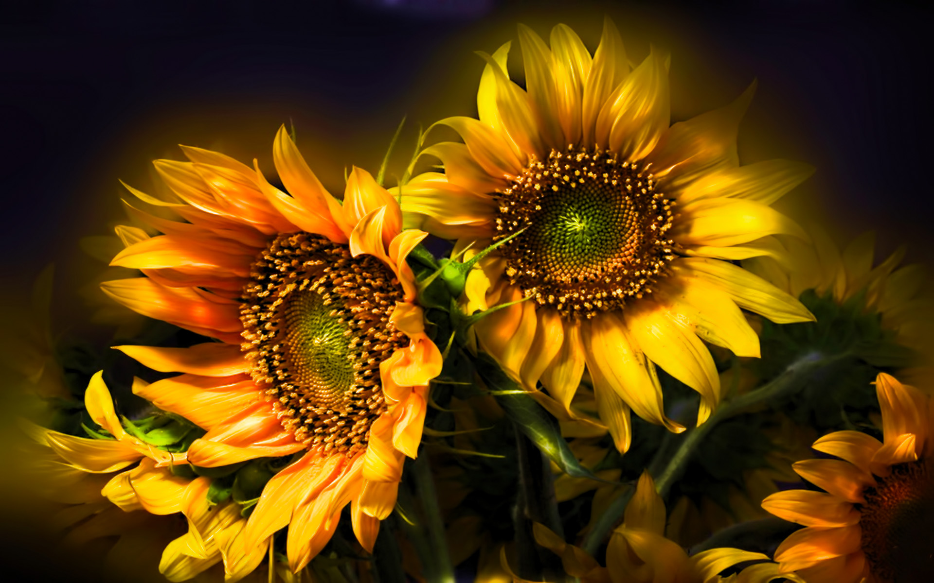 flowers, earth, sunflower