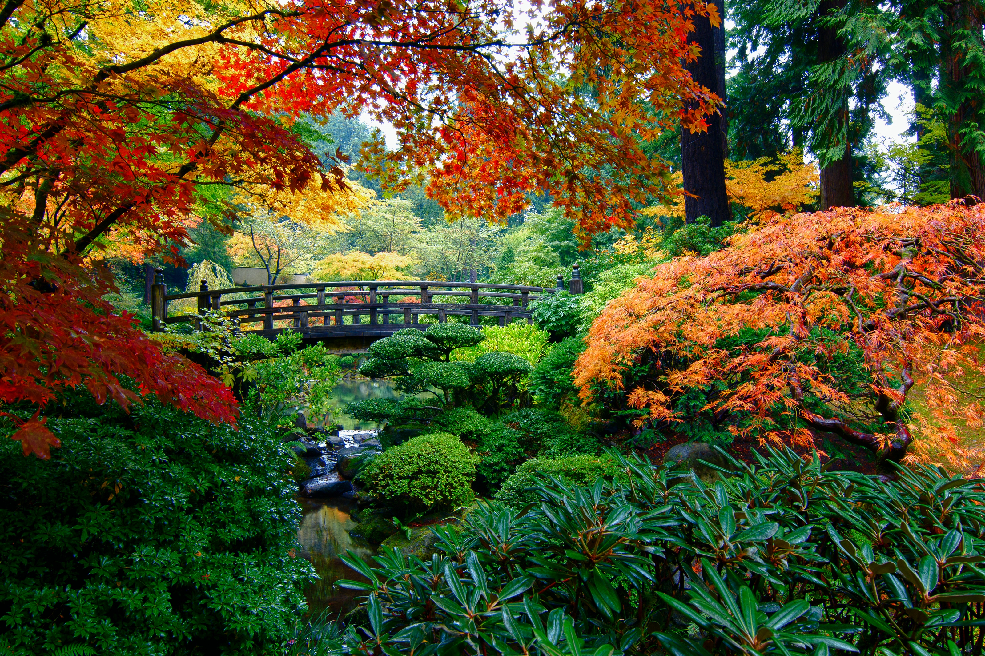 736179 免費下載壁紙 人造, 日本庭园, 桥, 秋季, 花园, 树 屏保和圖片