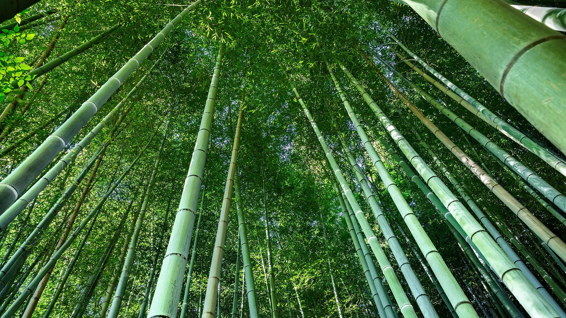 Лагерь зеленый бамбук