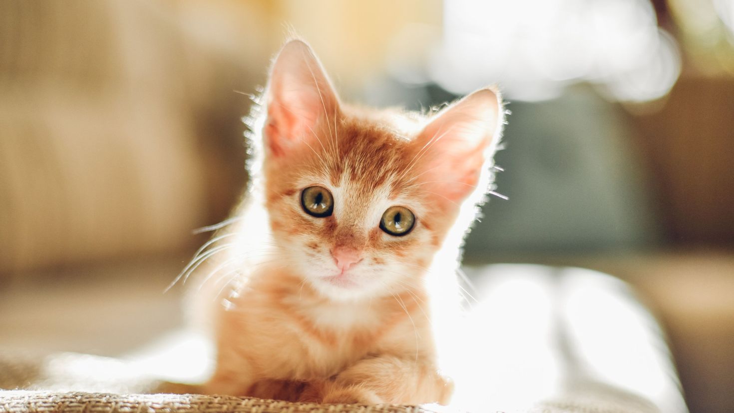 ласковый котенок фото