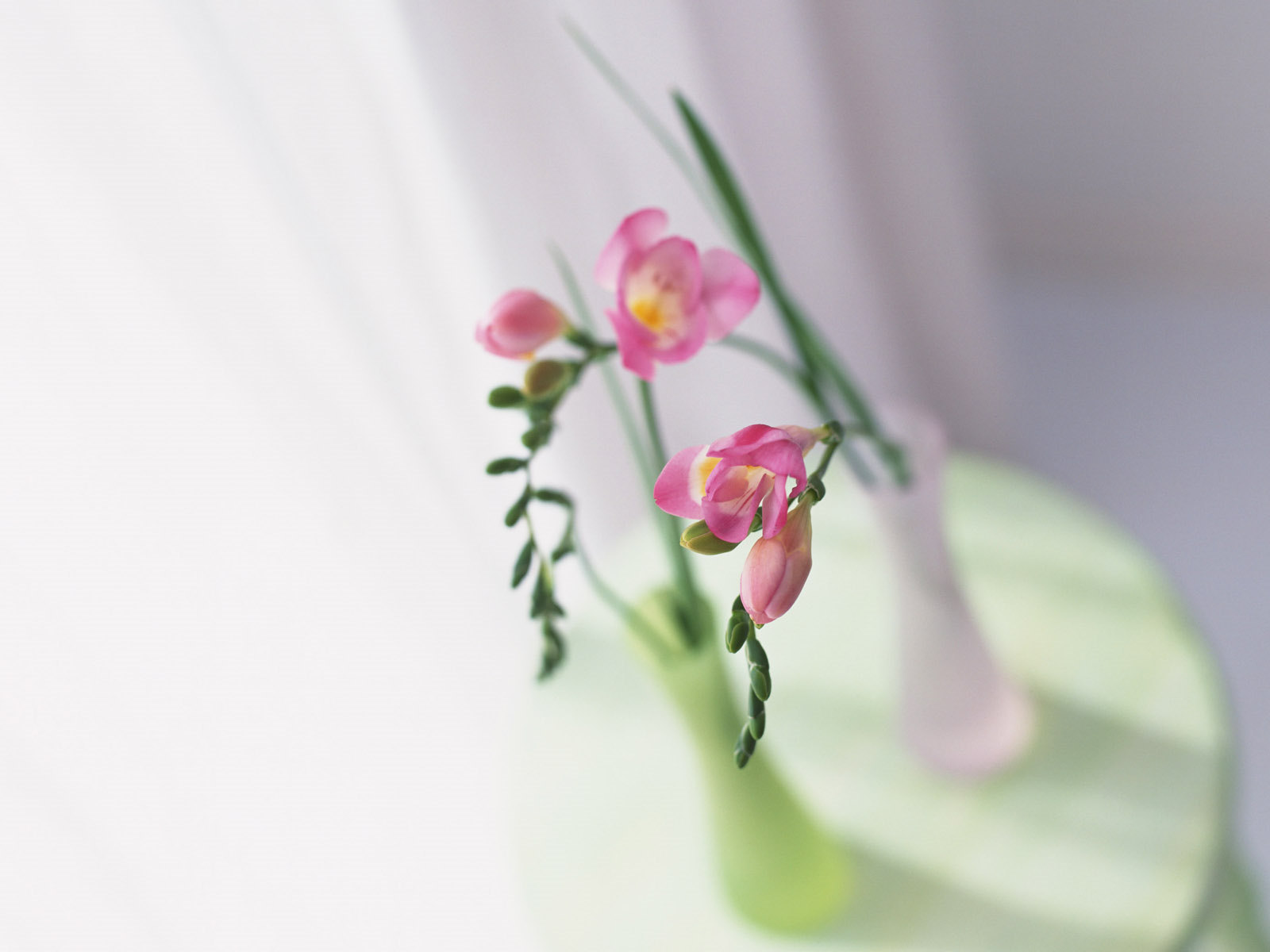still life, plants, flowers phone background