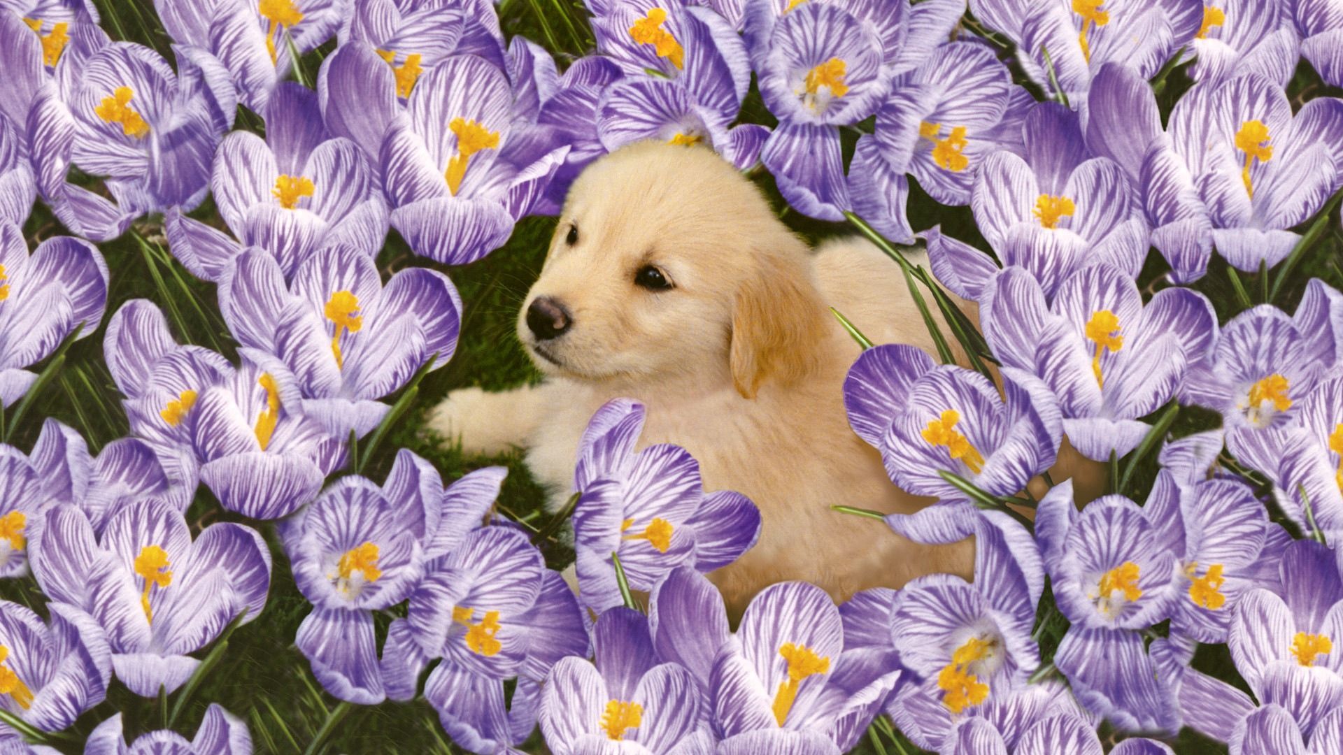 Laden Sie das Hündchen, Labrador, Tiere, Blumen, Welpen-Bild kostenlos auf Ihren PC-Desktop herunter