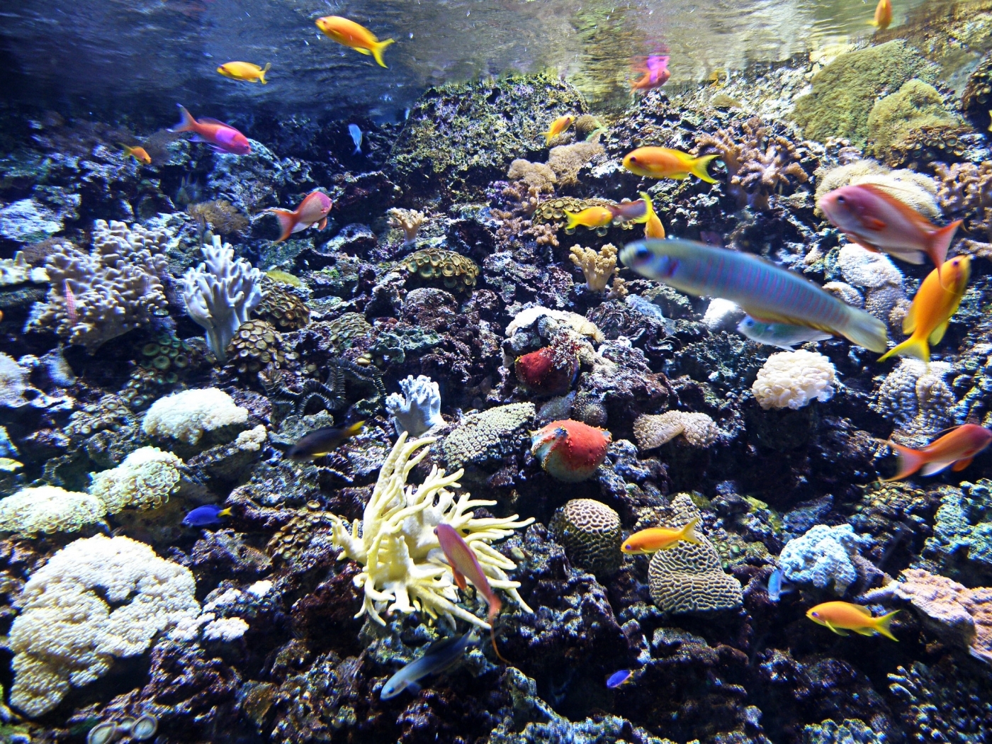 Free download wallpaper Sea, Landscape, Fishes on your PC desktop
