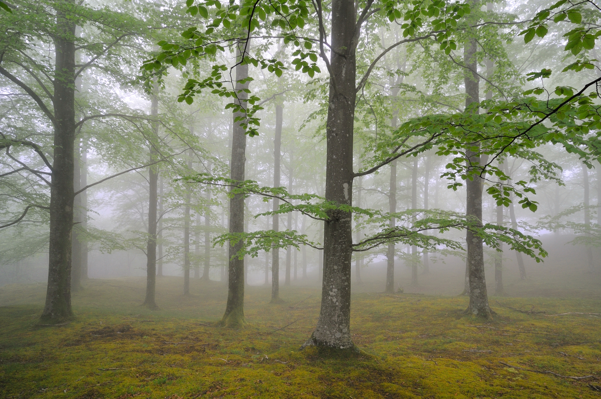 124837 descargar fondo de pantalla naturaleza, árboles, bosque, niebla, primavera, mayo: protectores de pantalla e imágenes gratis