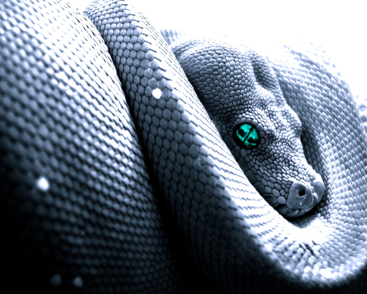 animal, python, snake Full HD
