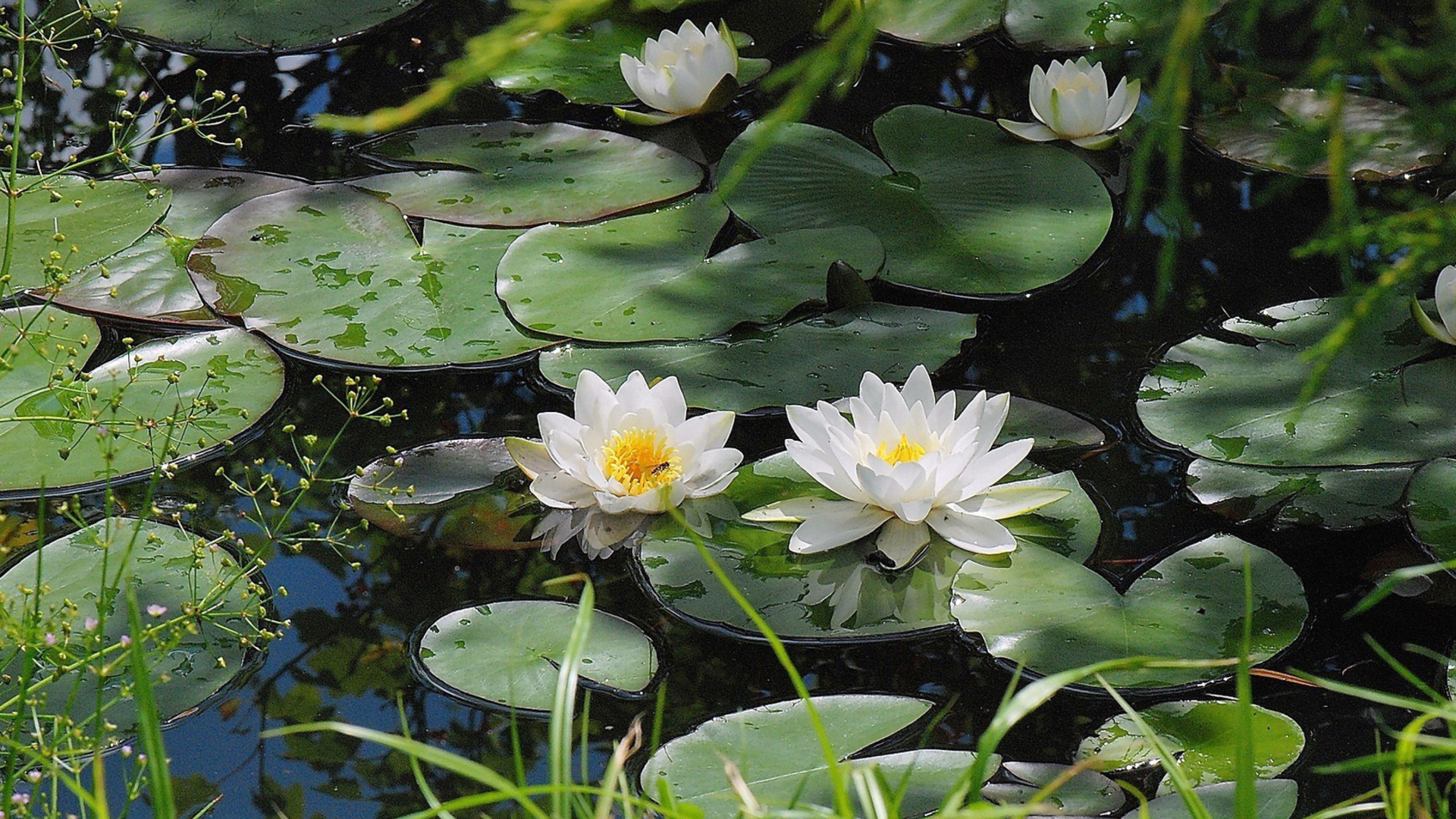 Цветы в горячую воду. Кувшинка Одолень трава. Белая Лилия кувшинка. Кувшинка белая (Nymphaea Alba).