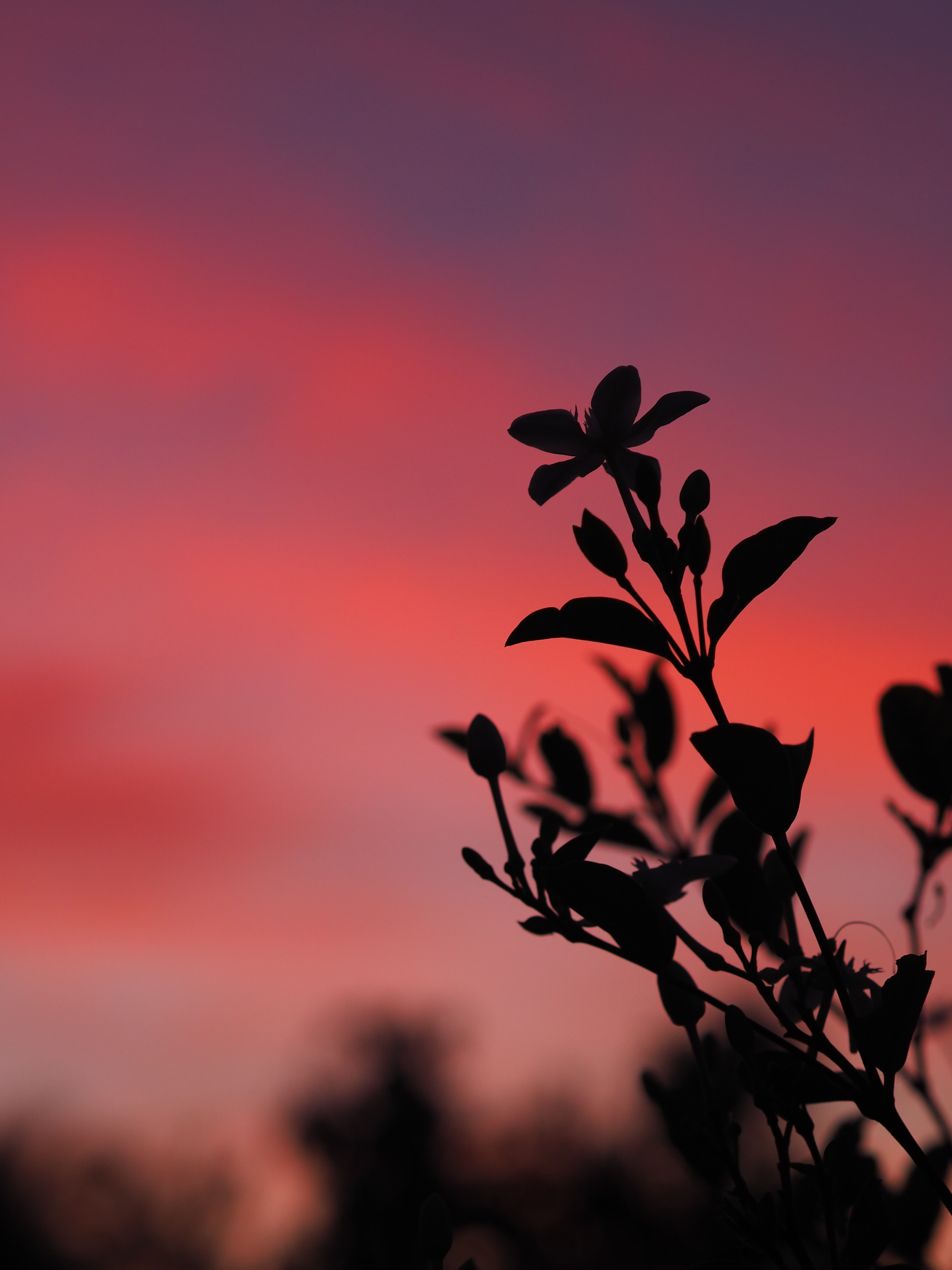 branch, silhouette, dark, sunset, leaves, plant Full HD