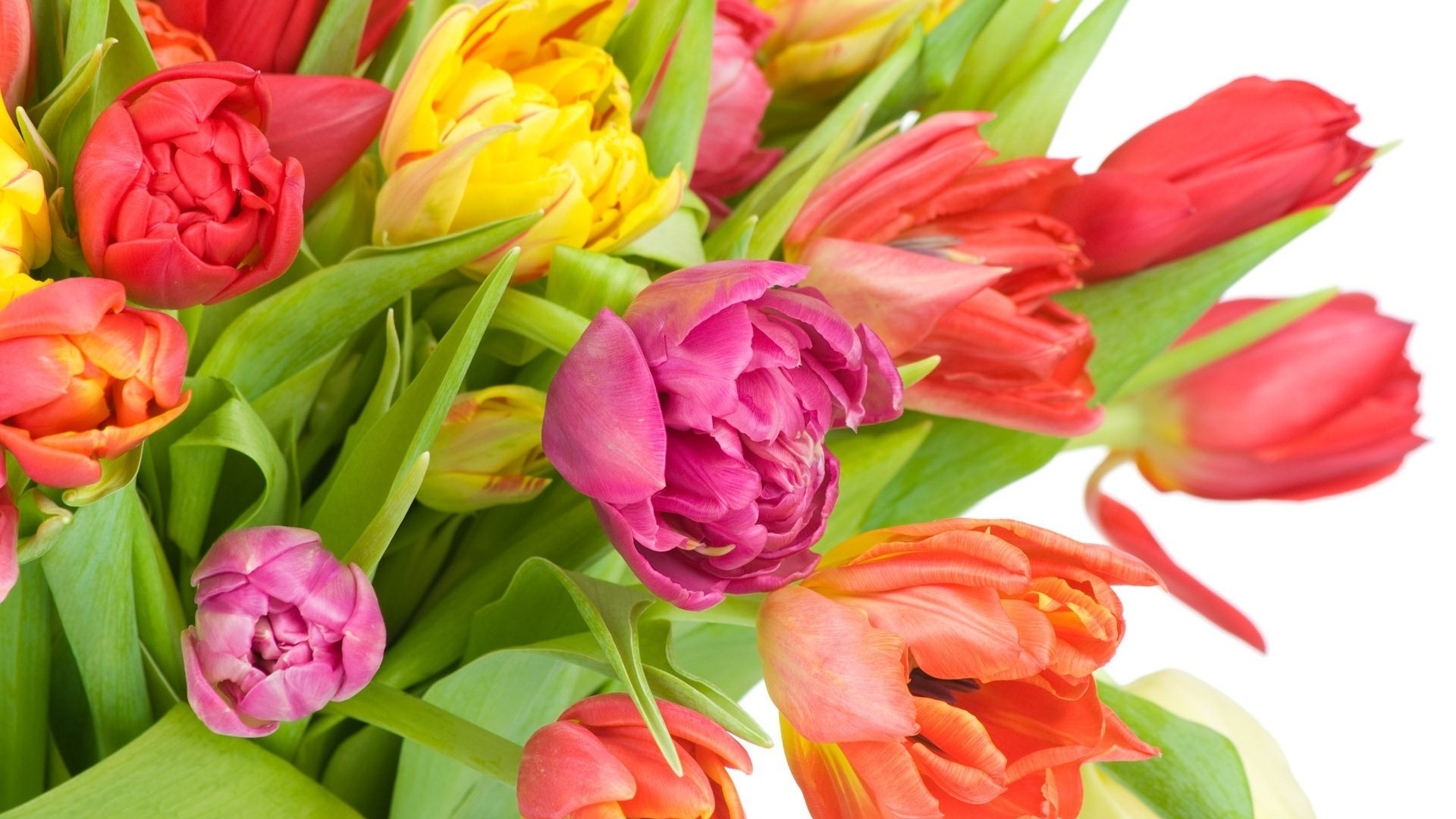 40663 Bildschirmschoner und Hintergrundbilder Tulpen auf Ihrem Telefon. Laden Sie  Bilder kostenlos herunter