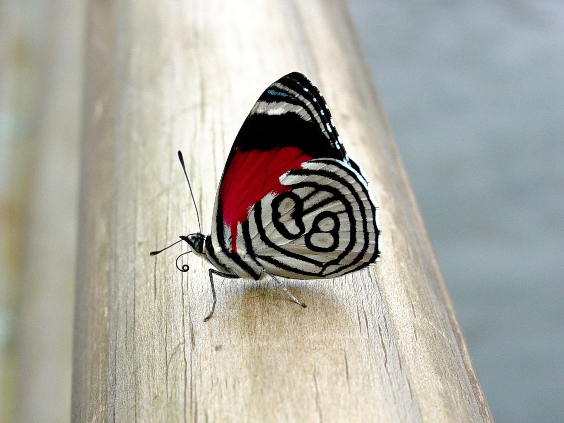 798183 скачать обои насекомое, животные, бабочка - заставки и картинки бесплатно