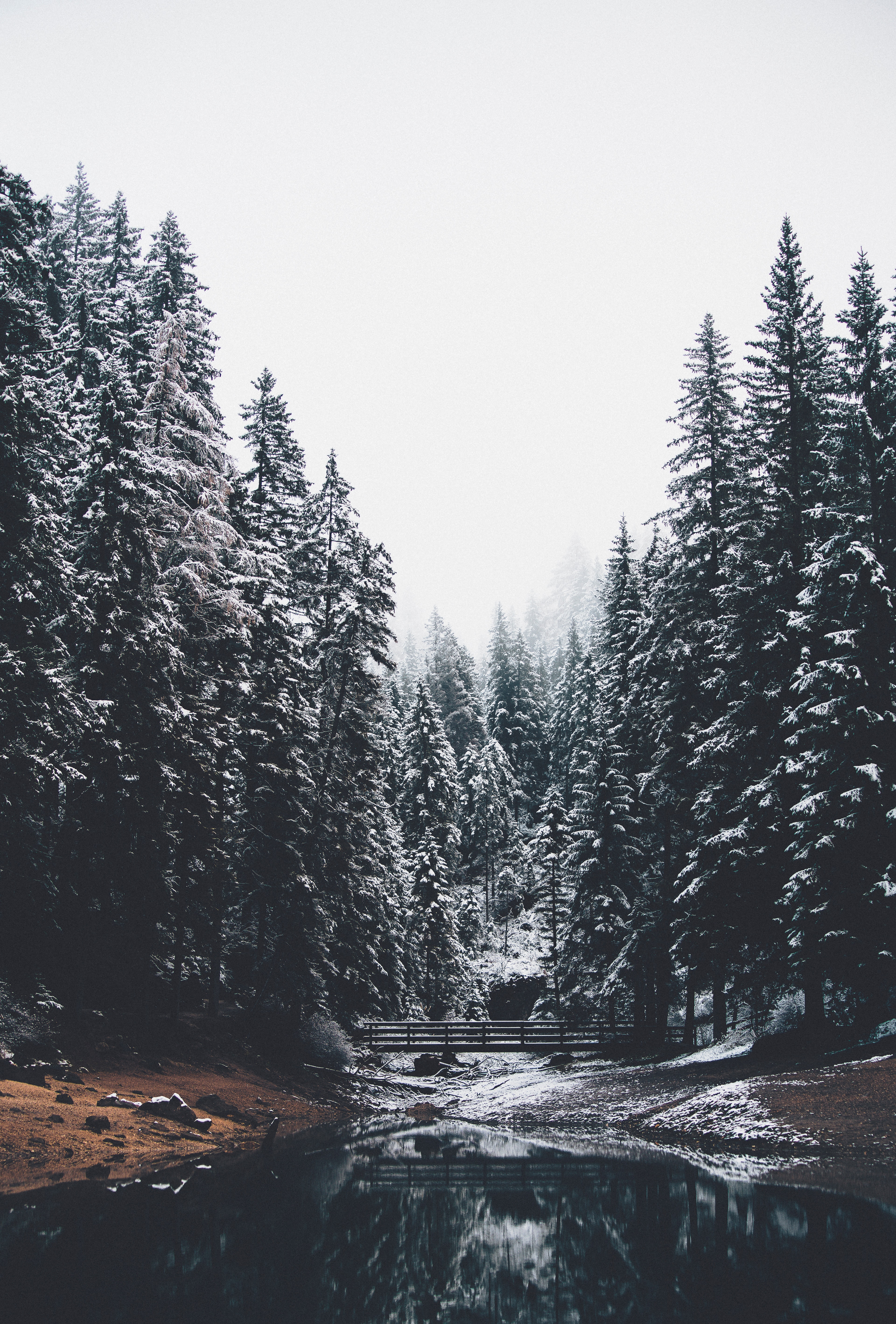 Laden Sie das Kiefer, Schnee, Wald, Brücke, Natur, Flüsse, Landschaft-Bild kostenlos auf Ihren PC-Desktop herunter