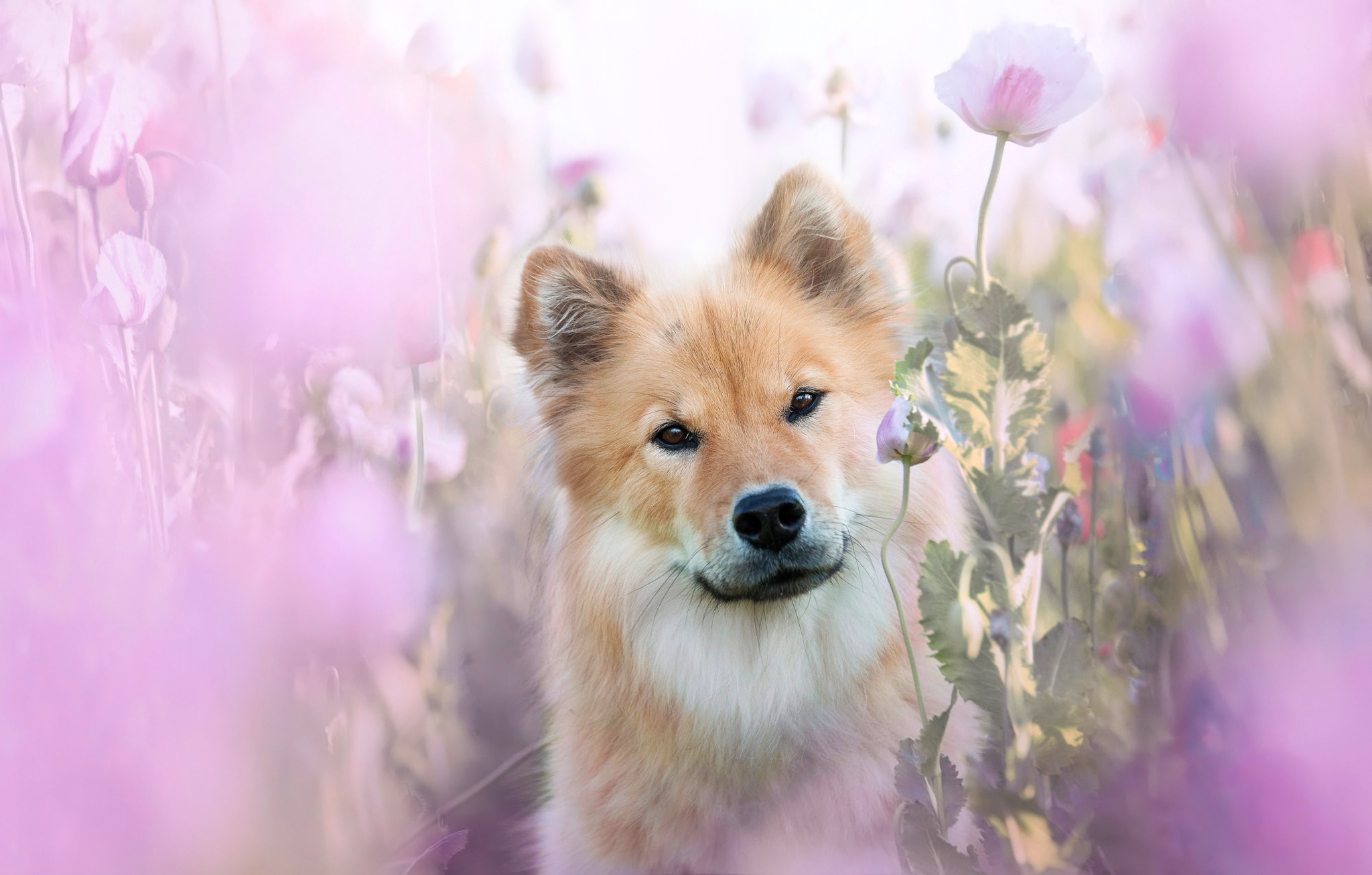 animal, eurasier, dog, flower, dogs images