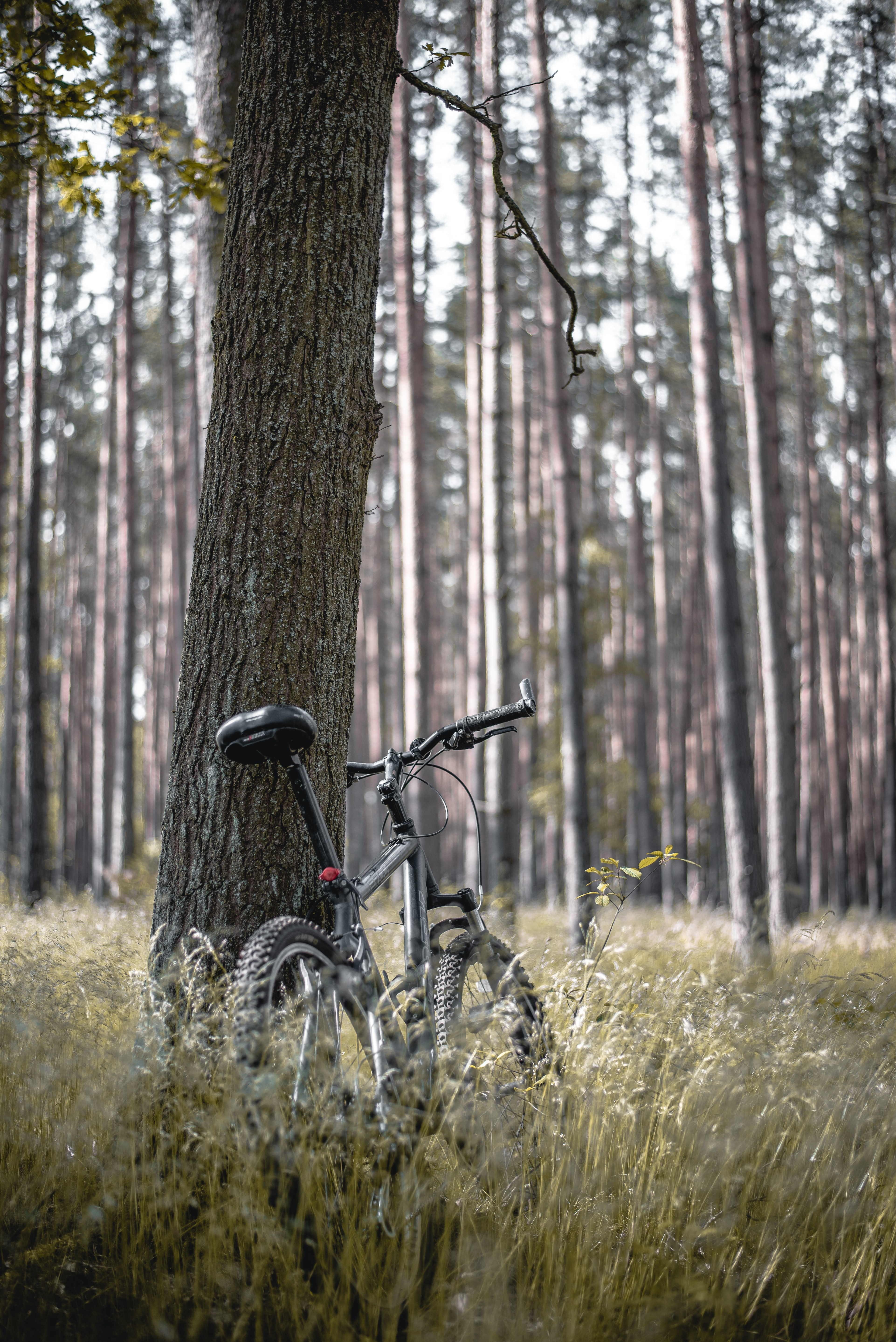 stroll, trees, bicycle, forest, miscellaneous, miscellanea HD wallpaper