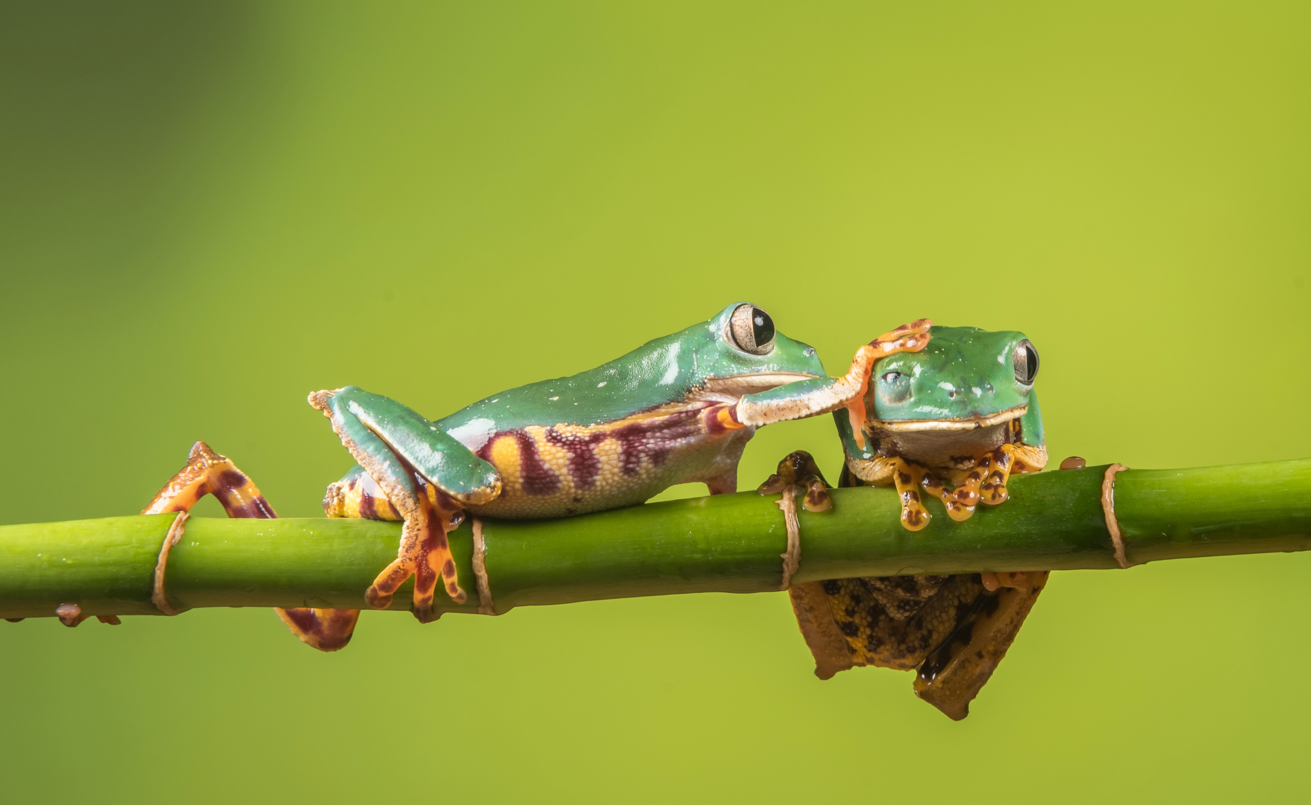 animal, tree frog, amphibian, bamboo, frog, green, frogs Free Background