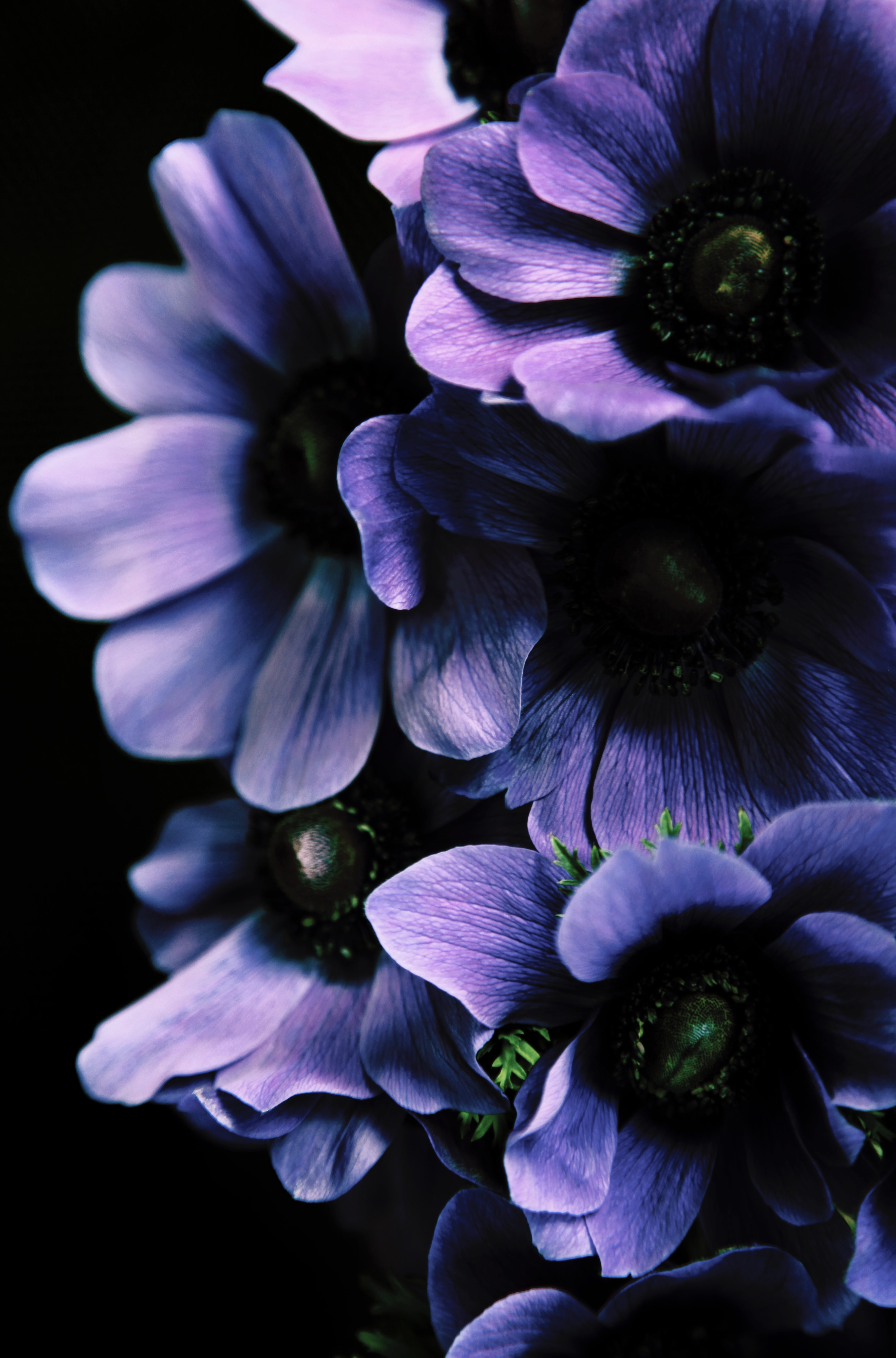 Download mobile wallpaper Petals, Flowers, Leaves, Violet, Purple for free.