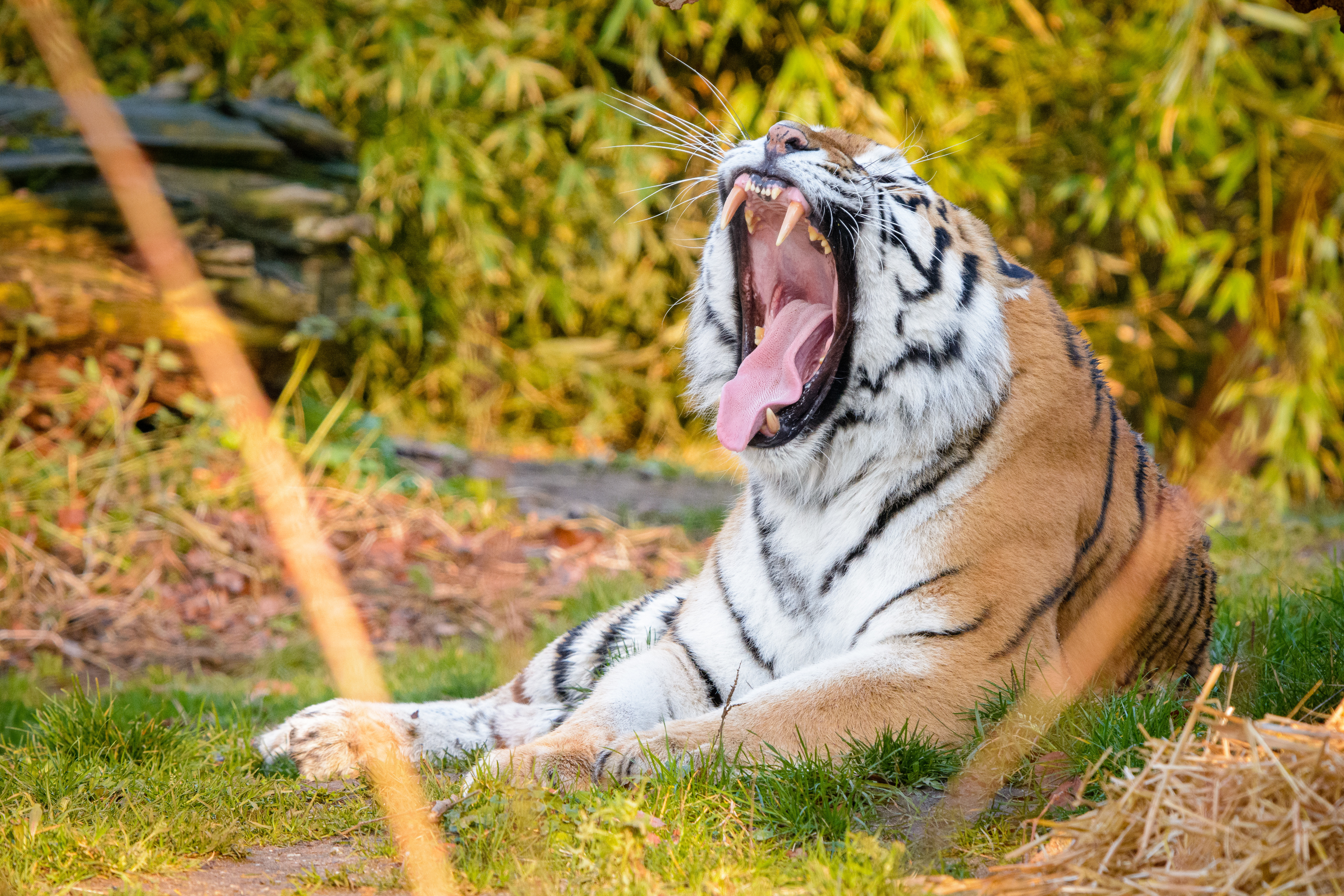 animals, tiger, fangs, to fall, mouth, stripes, streaks cell phone wallpapers