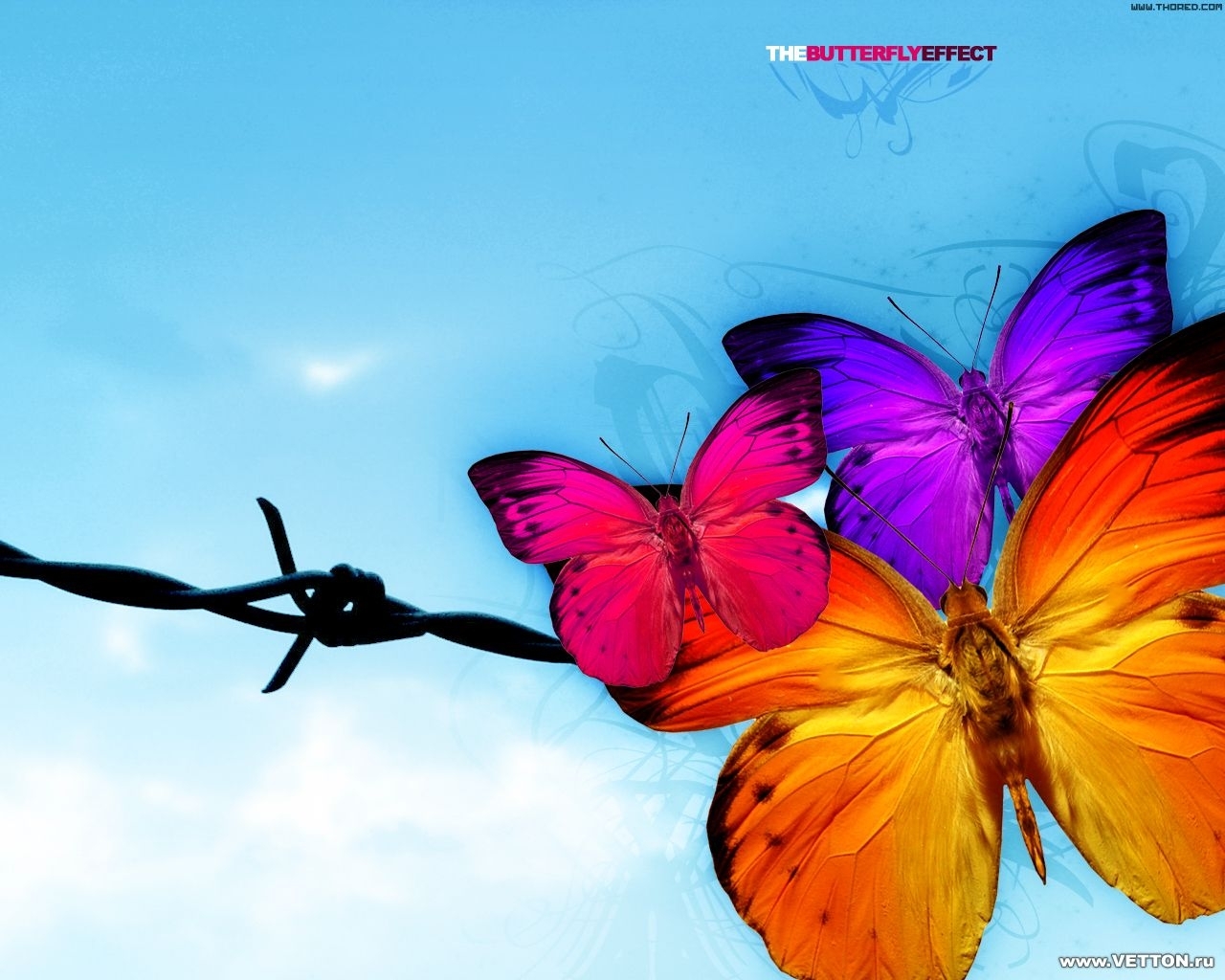 2885 baixar papel de parede borboletas, insetos, turquesa - protetores de tela e imagens gratuitamente