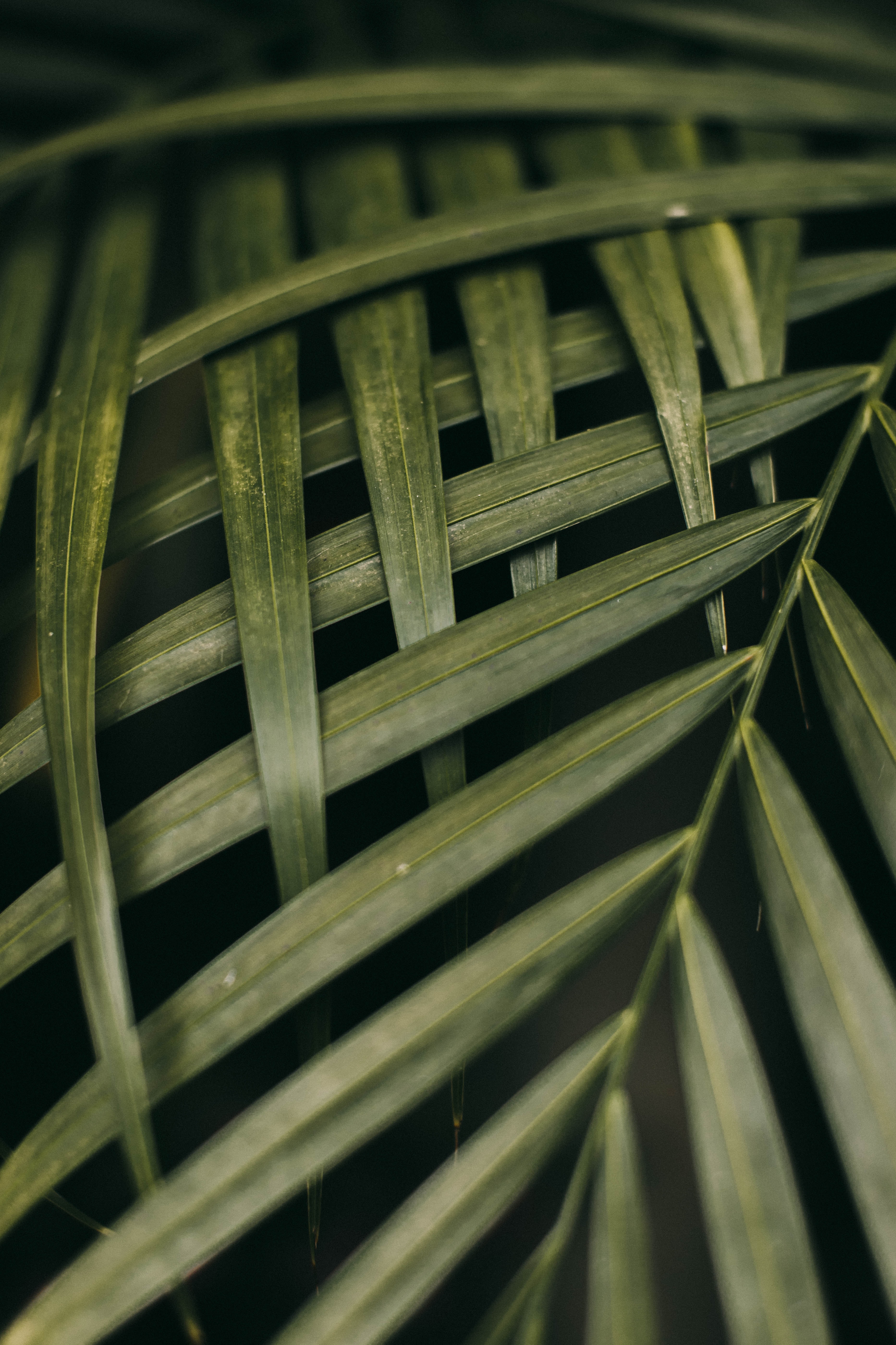 plant, leaves, macro, branches for android
