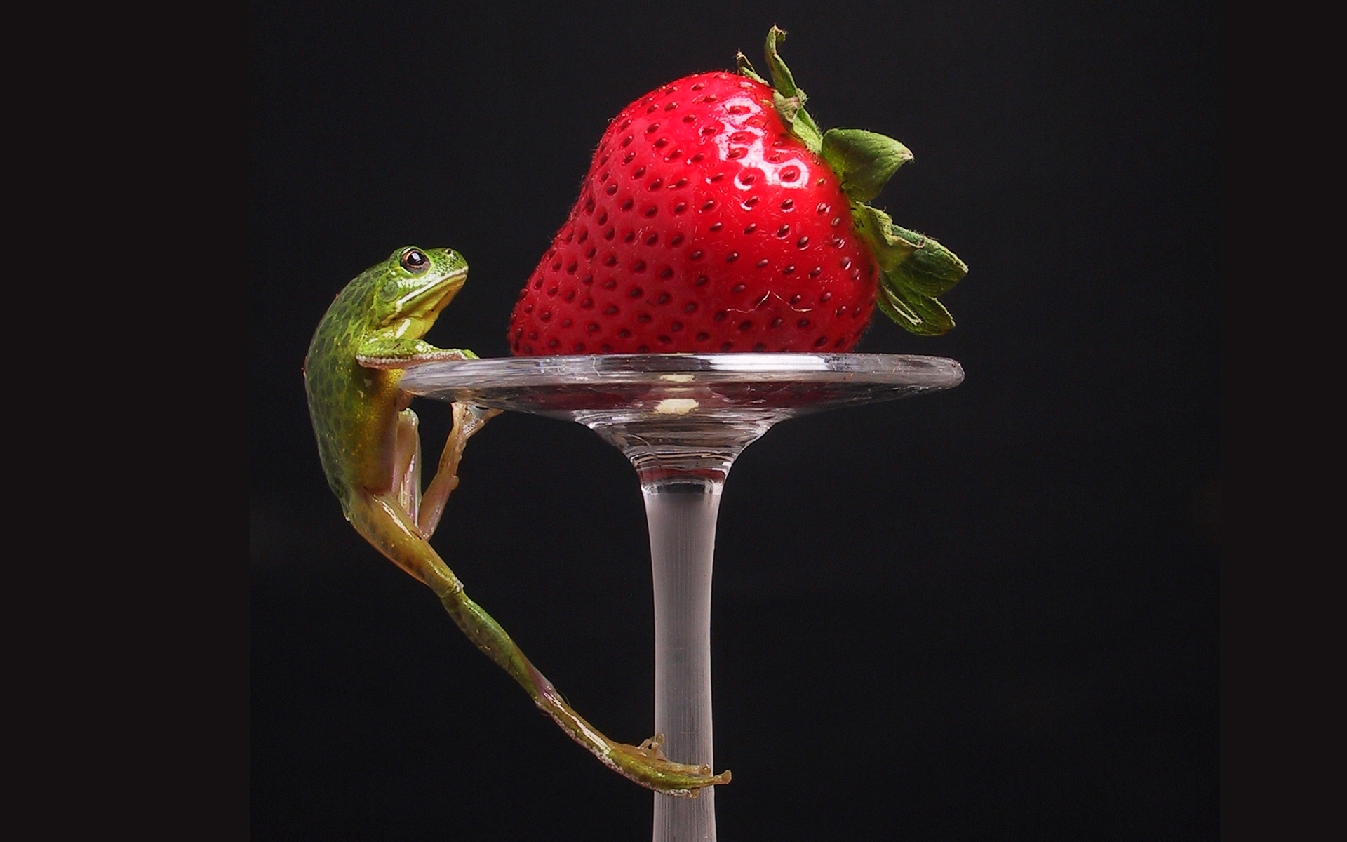 Download mobile wallpaper Fruits, Berries, Animals, Food, Strawberry, Frogs for free.