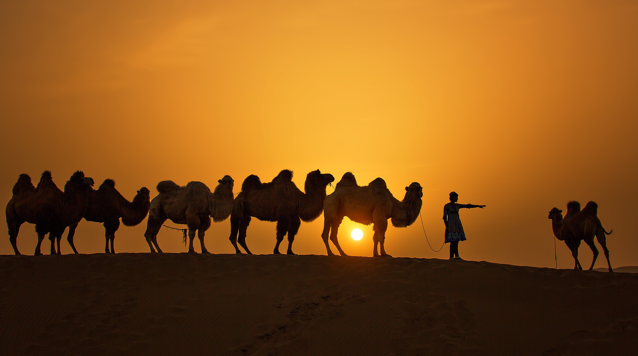 986279 baixar papel de parede fotografia, caravana, camelo, silhueta, sol, pôr do sol - protetores de tela e imagens gratuitamente