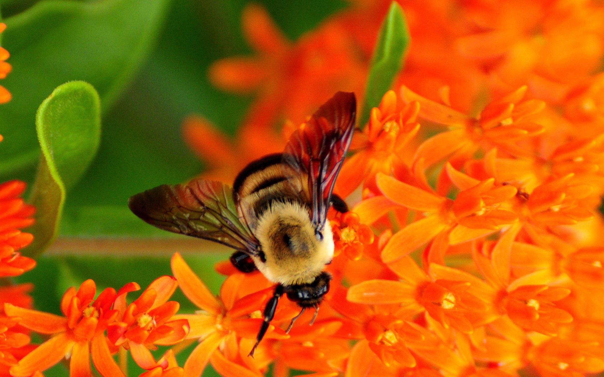 Free download wallpaper Flower, Macro, Bee, Pollination on your PC desktop