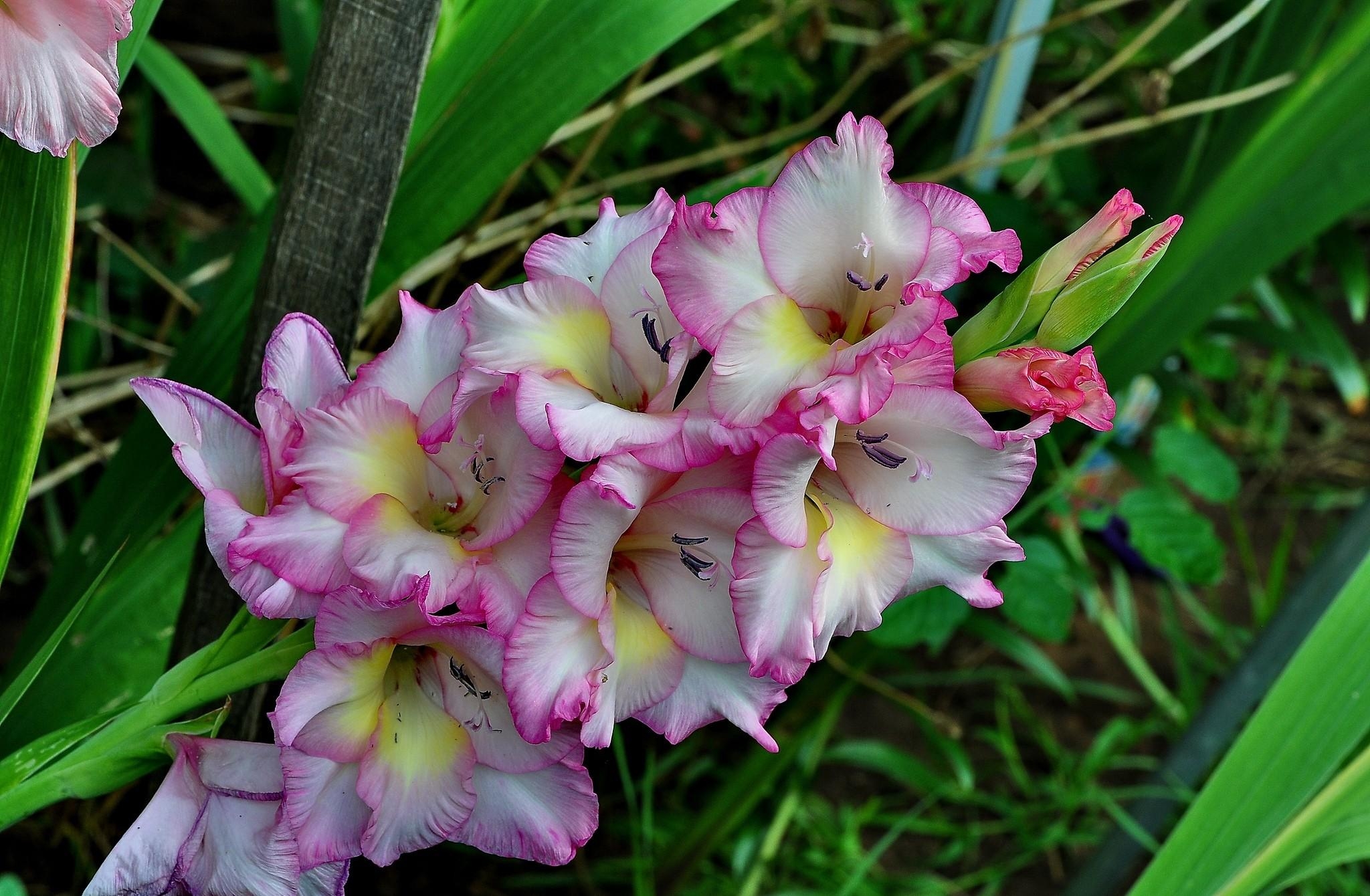 gladiolus, flower, greens, flowers, close up High Definition image