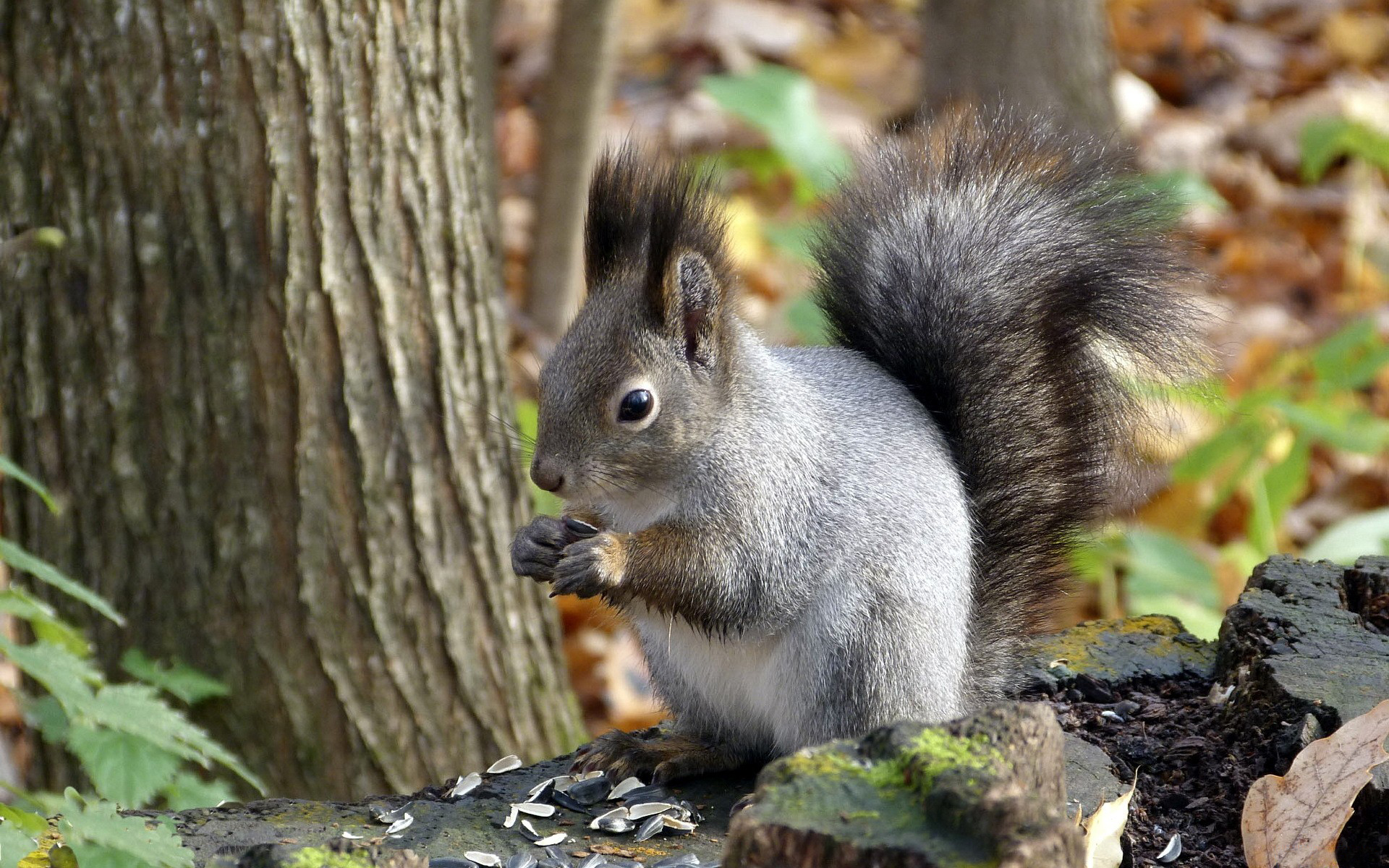 Squirrel  desktop Images