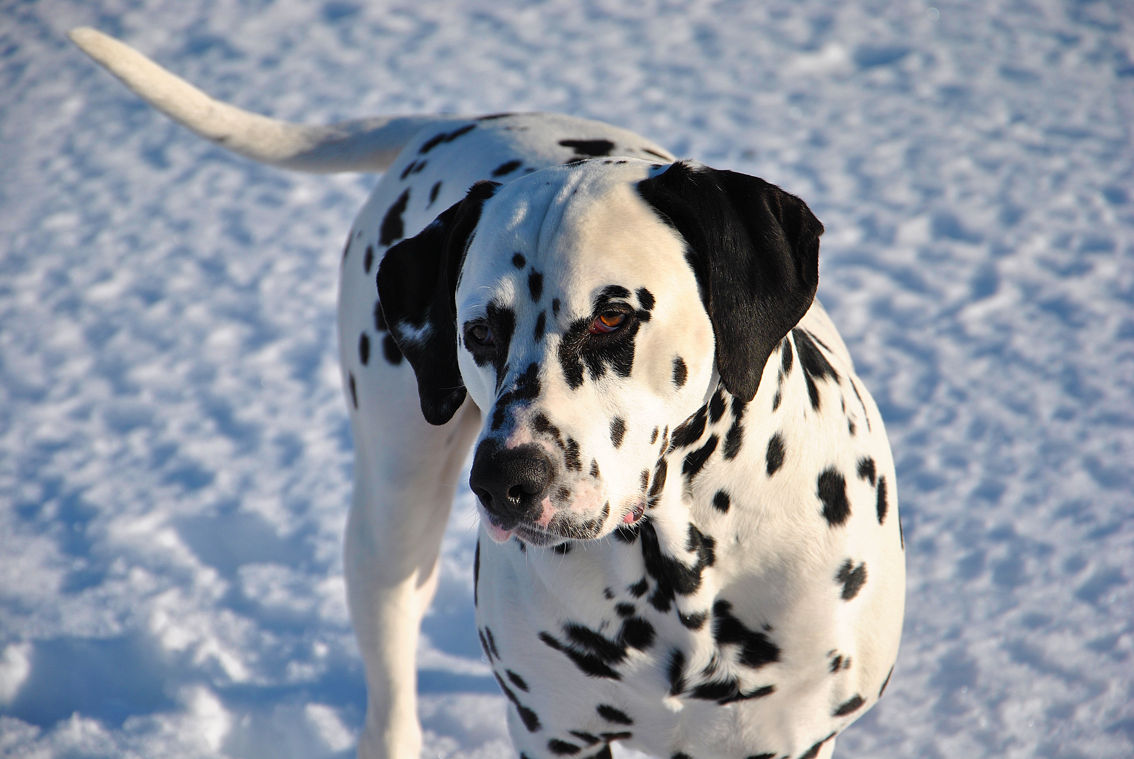 animals, snow, dog, dalmatian, dalmatians 2160p