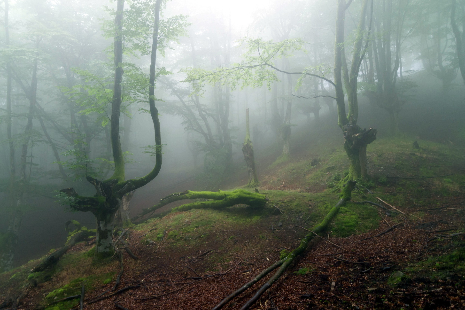 Румыния Трансильвания мистический лес