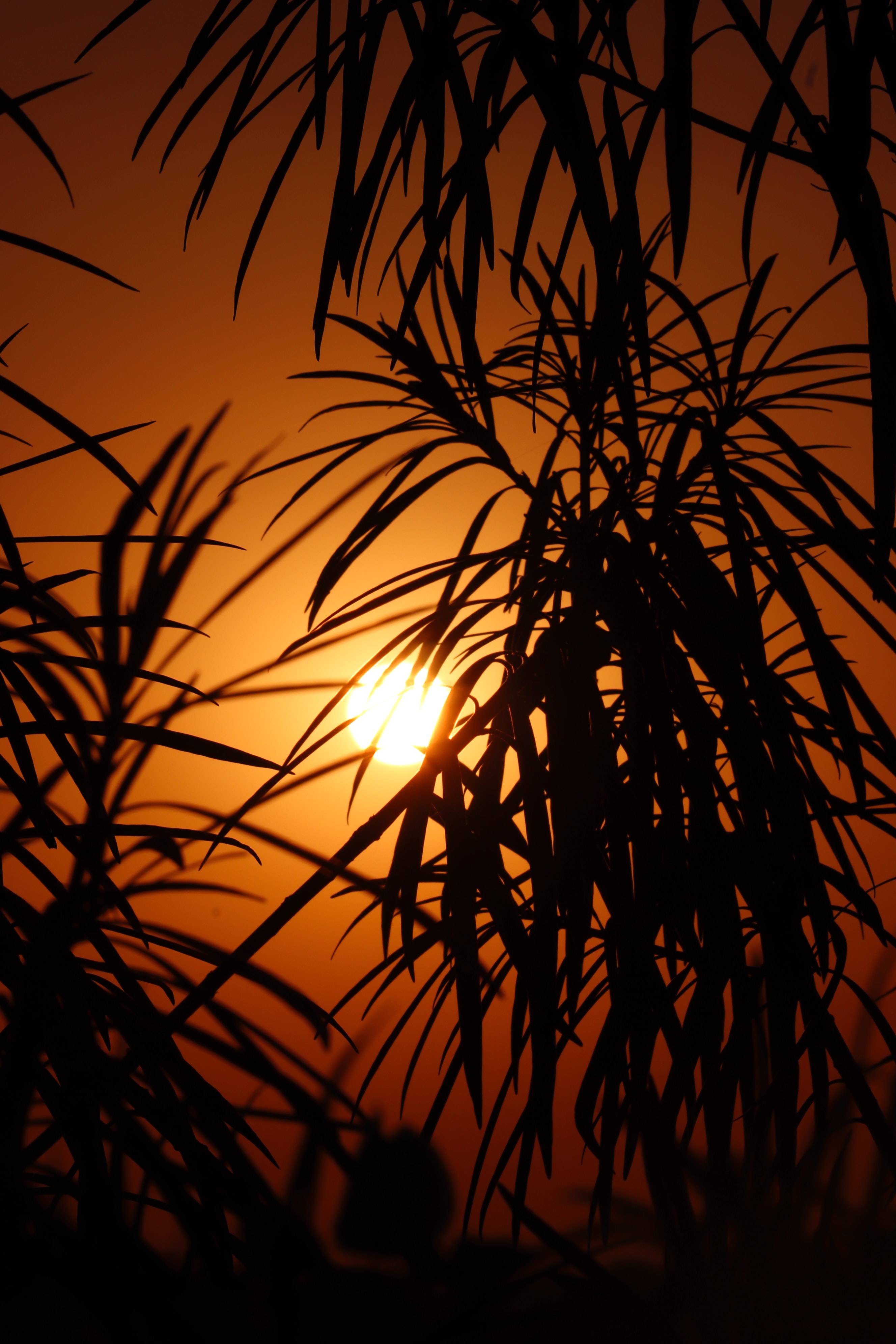 Download mobile wallpaper Sun, Palms, Texture, Textures, Sunset, Leaves for free.